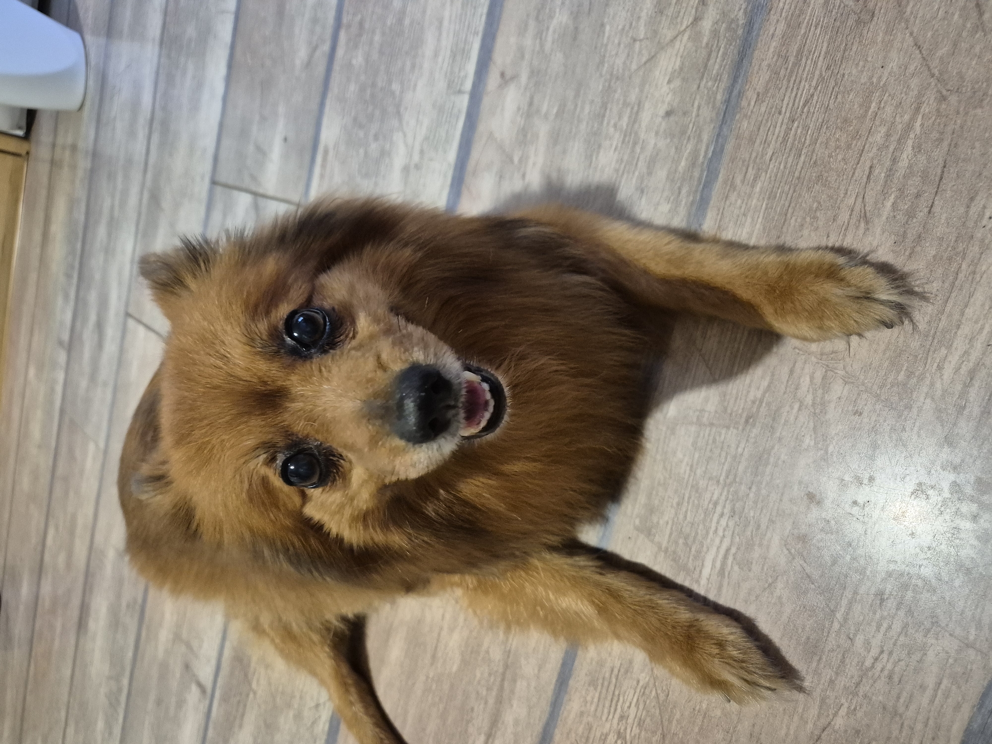 A brown Pomeranian dog lies on a light brown wooden floor, looking up at the camera with its mouth slightly open. The dog has dark, expressive eyes and a fluffy mane around its face. Its front paws are extended forward, and its hind legs are also visible. The floor has a wood-grain pattern with light and dark brown planks. The lighting suggests it could be indoors during the daytime. The scene appears to be a home environment in Burgas, Bulgaria. There is no visible text in the image.