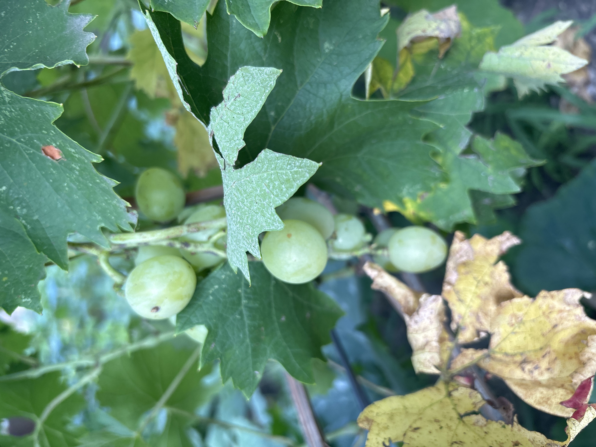 A close-up, eye-level, vertical shot shows a cluster of unripe green grapes on a vine, interspersed with green leaves. The leaves are textured, with some exhibiting a powdery white residue. A few yellowing leaves with brown spots are visible in the foreground, indicating the change of season. The background is blurred, suggesting an outdoor setting with natural light. The image does not contain any elements that would allow for a specific location in Kryvyi Rih, Ukraine to be identified.