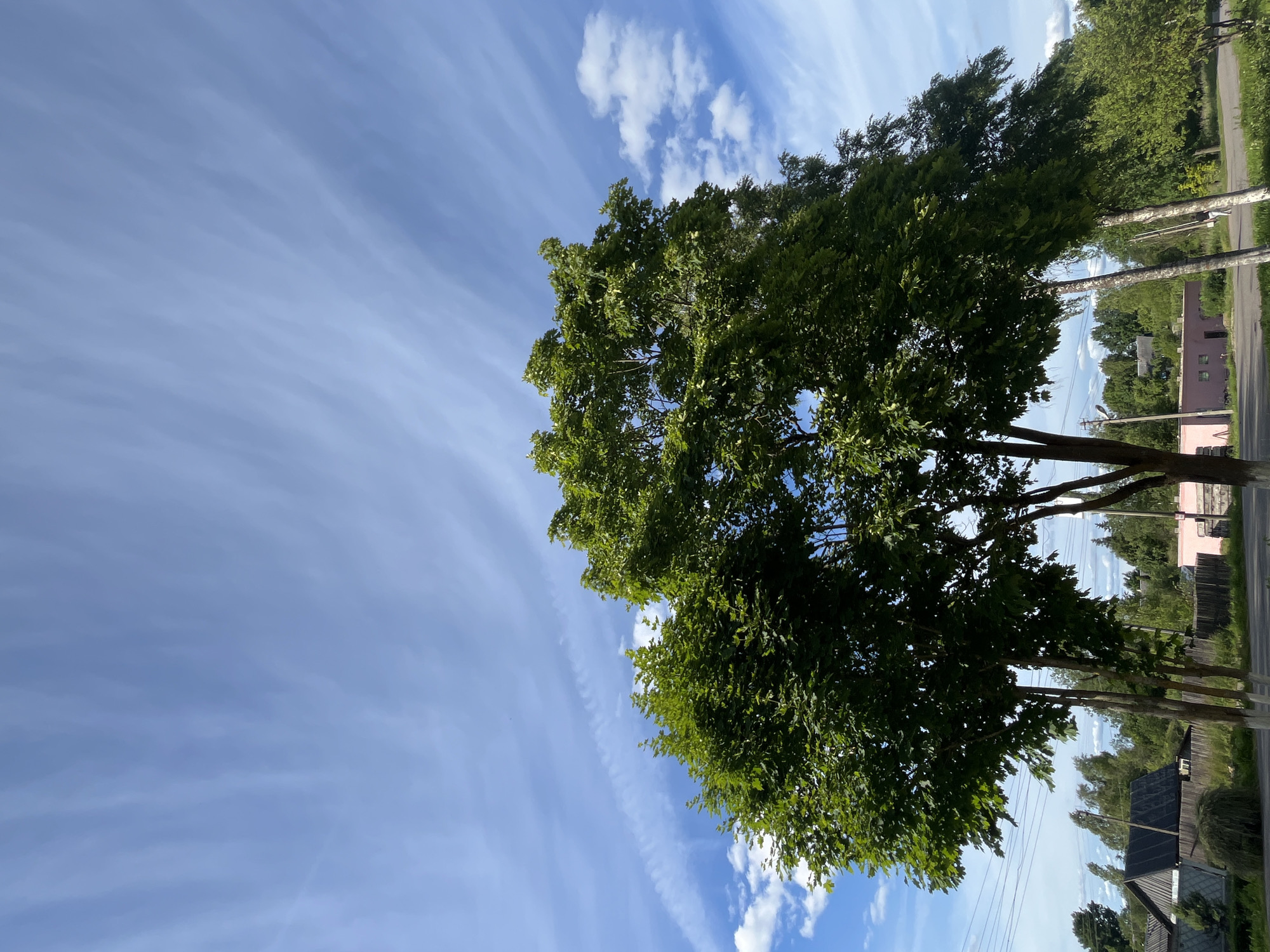 This is a vertical, eye-level, outdoor shot of a tree with lush green leaves against a bright blue sky. Wispy, white clouds streak across the sky, suggesting a breezy day. The lower half of the image shows a rural scene. A paved road runs vertically through the image, bordered by trees and some rustic buildings. One building, a light pink structure with dark-rimmed windows, is visible on the right side of the road. Another building with a dark roof and a smaller dark structure next to it is visible on the lower right. Overhead power lines are strung between poles, also running vertically. The overall impression is one of a peaceful, sunny day in a rural Russian setting. The time of day appears to be daytime, likely late morning or early afternoon, given the bright light. There is no text visible in the image.