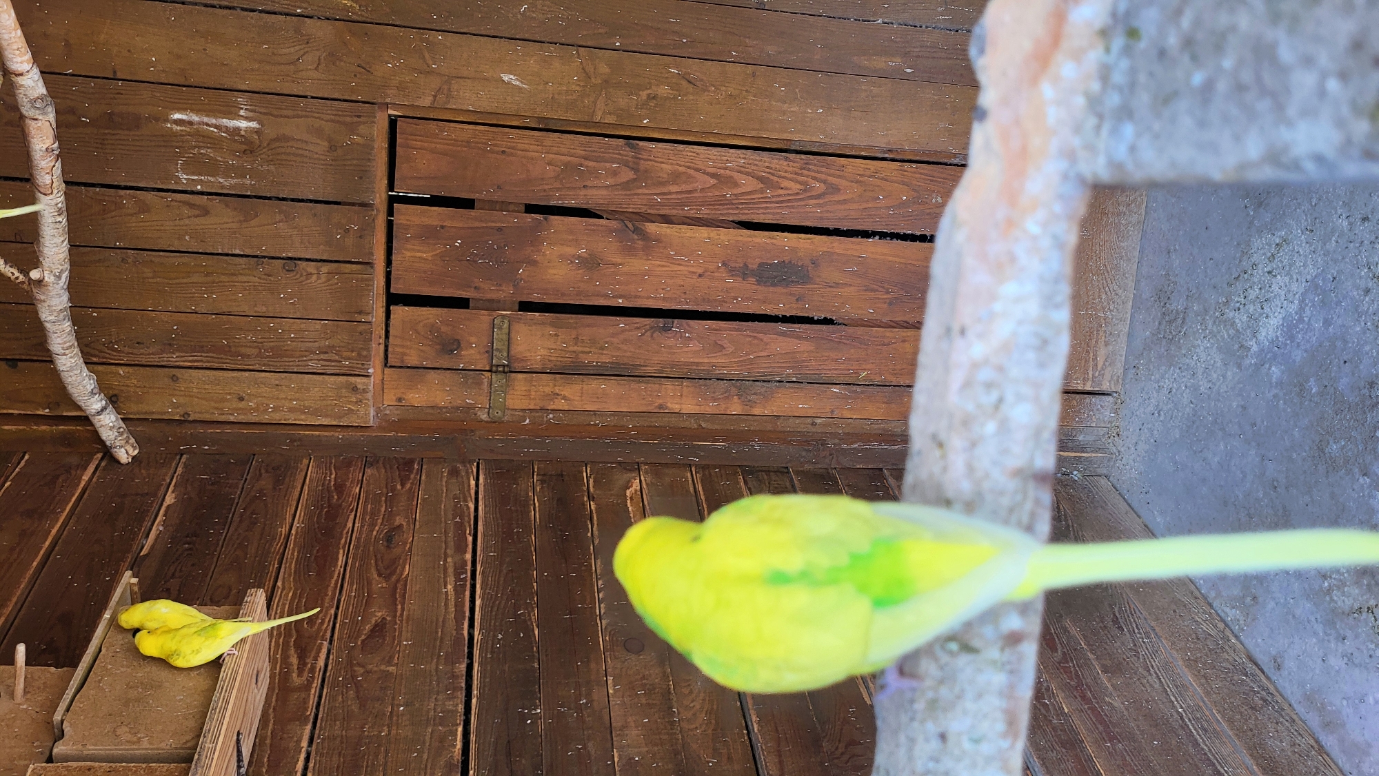 A bright yellow budgerigar is perched on a rough-hewn branch in the foreground, facing away from the camera and towards a wooden structure. Another budgerigar of the same color is perched on a wooden shelf to the left of the frame, slightly higher than the foreground bird. The structure appears to be an aviary or birdhouse, constructed from dark, weathered wooden planks. A small wooden door with a metal latch is visible on the right side of the structure. The ground below is a rough, grey surface, possibly concrete, with scattered debris. A thin, dry branch extends from the upper right corner of the frame, with a piece of white material attached to the wooden wall behind it. The scene suggests an outdoor enclosure, likely in a zoo or private collection, in Prešov, Slovakia.