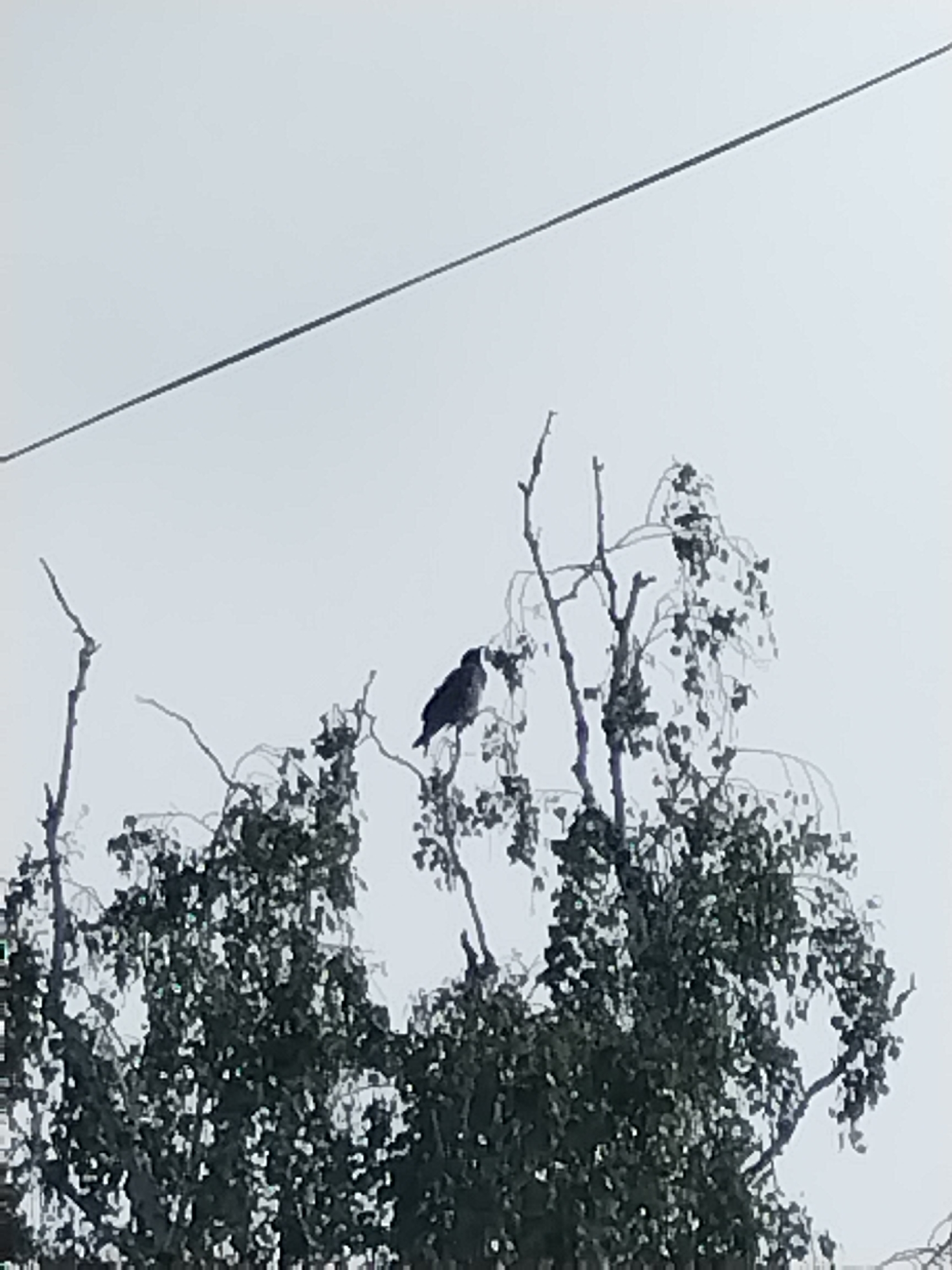 The image shows a single bird perched on a tree branch. The bird is dark in color, possibly black or dark gray, with a lighter area around its head or neck. It is facing to the right and appears to be looking at something in that direction. The tree it is sitting on has a sparse canopy of leaves, and several bare branches are visible. In the background, the sky is overcast and light gray, suggesting it is a cloudy day. A thin, dark line, likely a power line or wire, stretches diagonally across the upper portion of the image. The overall impression is of a natural scene, possibly in a rural or semi-rural setting, given the presence of the tree and the power line. The image is slightly blurry, particularly in the foliage of the tree, which may indicate movement or a telephoto lens was used. No people are visible in the image. The time of day is indeterminate due to the overcast conditions, but the lighting suggests it is daytime. There are no visible text elements in the image.