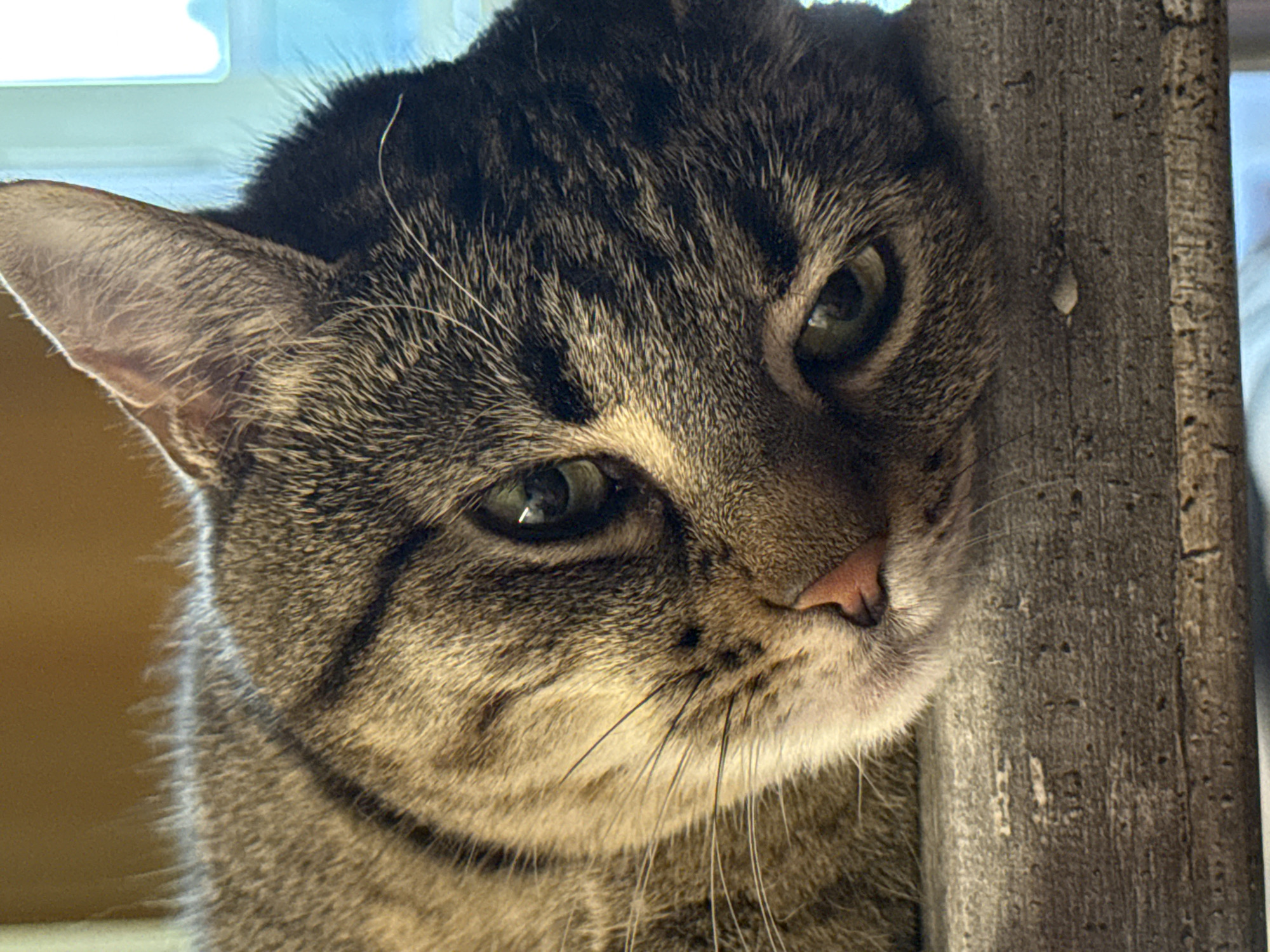 The image shows a close-up of a tabby cat resting its head on a wooden surface. The cat has green eyes, a pink nose, and striped fur. The background is out of focus, but appears to be indoors with natural light coming from a window. There is no visible information in the image to suggest a location in Saint Petersburg, Russia.