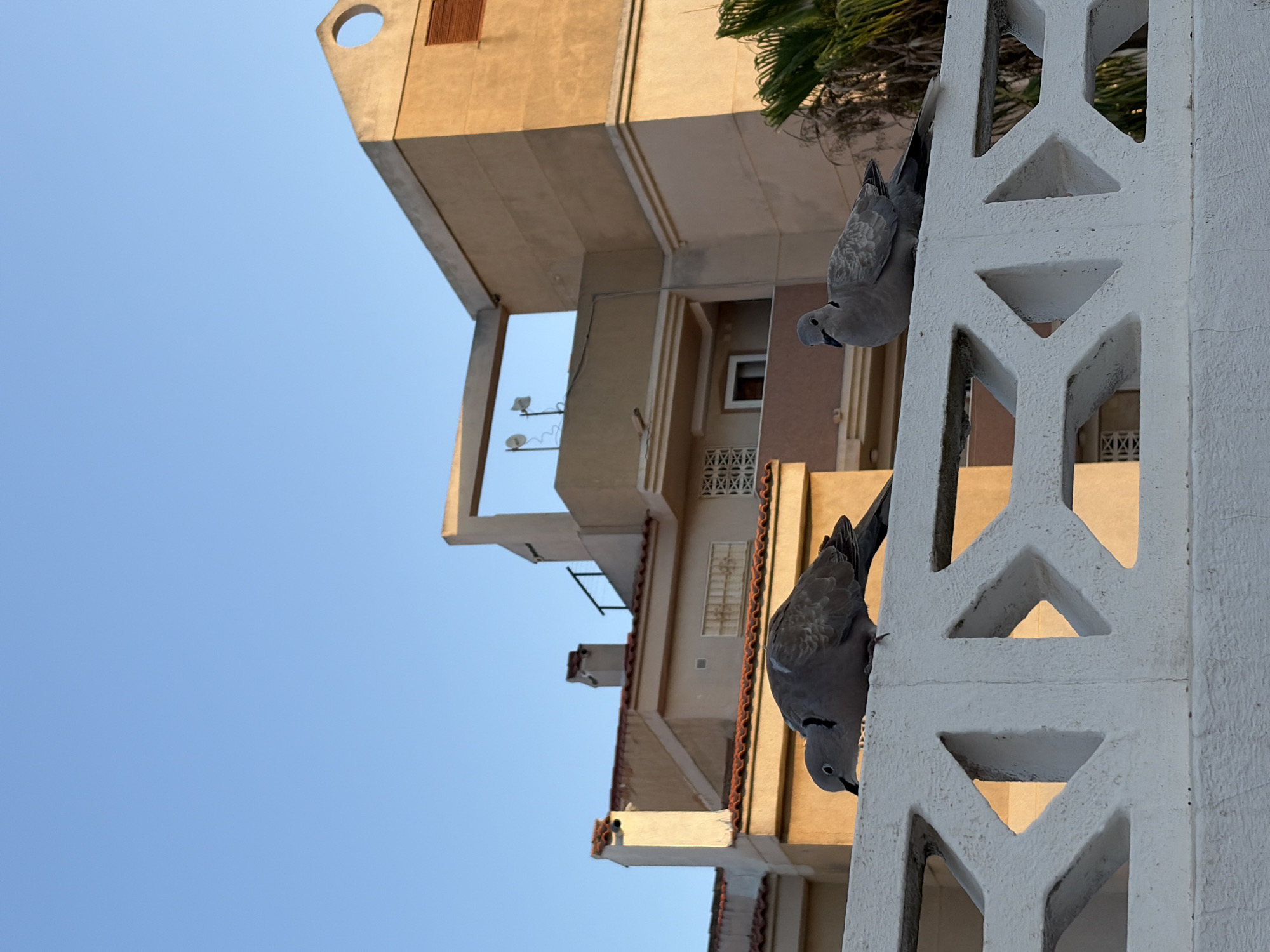Two Eurasian collared doves are perched on a white decorative concrete fence. The bird on the left is looking down, and the bird on the right is looking forward. Behind the fence are buildings with a tan facade, red tile roofs, and balconies. A palm tree is visible on the right side of the image. The sky is clear and blue. The scene appears to be in a residential area of Torrevieja, Spain, likely during daylight hours given the lighting on the buildings.