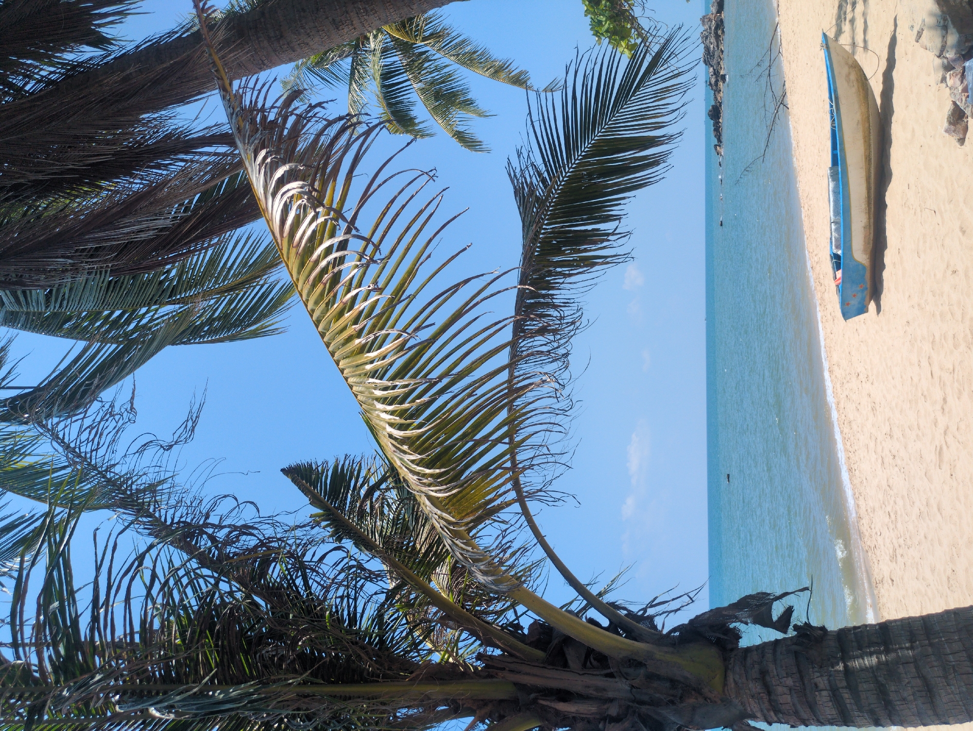 The photograph depicts a beach scene in Phú Quốc, Vietnam, viewed from a low angle looking up through palm trees. The sky is clear and blue. A small boat is situated on the light-colored sand of the beach. The water is calm and light blue. Palm tree fronds partially obscure the view. No people are visible in the frame.