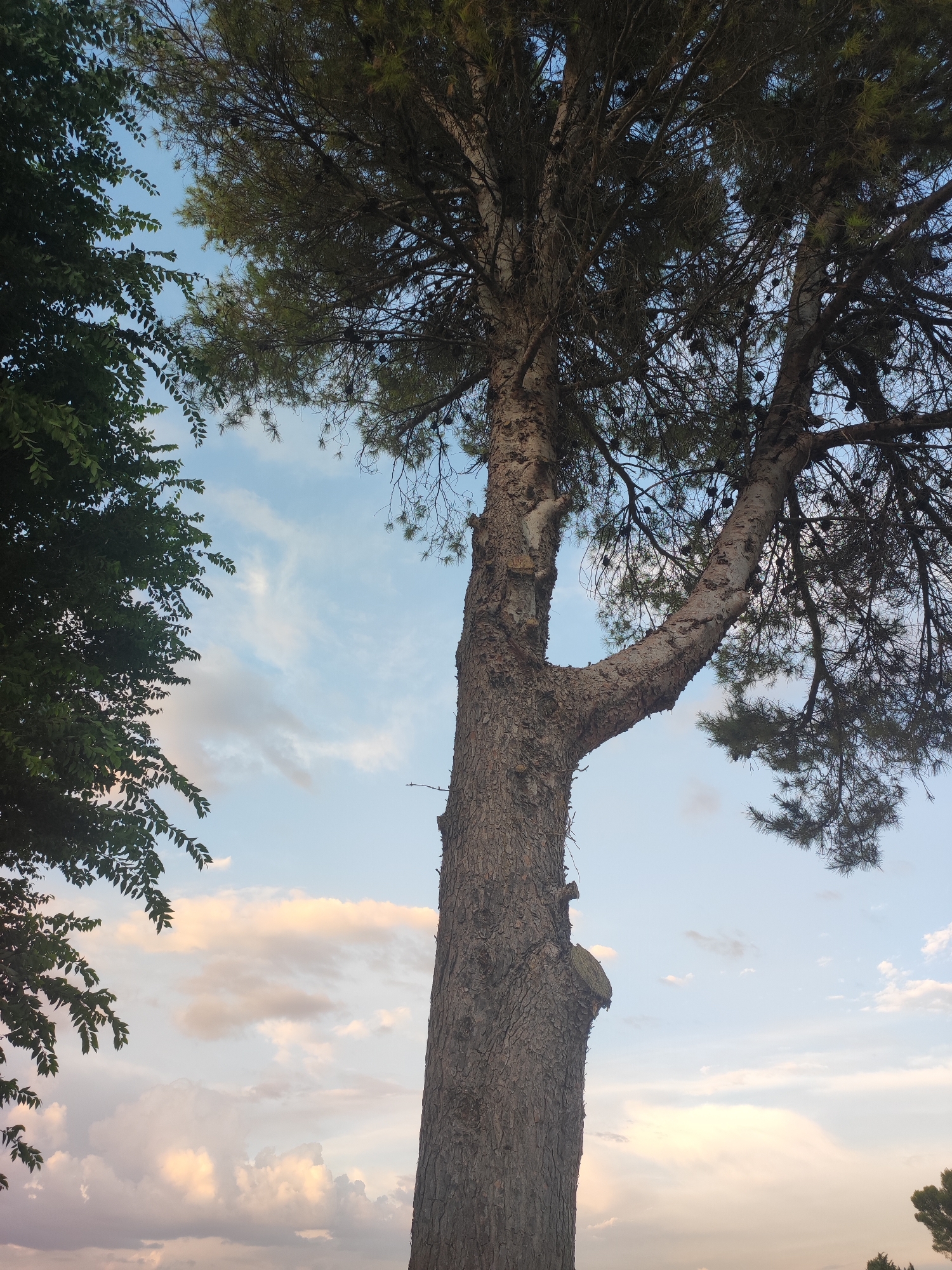 The image shows a view looking up at trees against a cloudy sky. On the left, a dense canopy of dark green leaves is visible. To the right of the leafy tree, a thick, rough-barked pine tree trunk dominates the center of the frame, with branches extending upwards and to the right. These branches are covered in dark green pine needles and some pine cones are visible. The sky is a mix of light blue with scattered white and pale orange clouds. The overall scene appears to be an outdoor setting in Villarejo de Fuentes, Spain, likely a park or natural area. There are no people or discernible actions taking place.