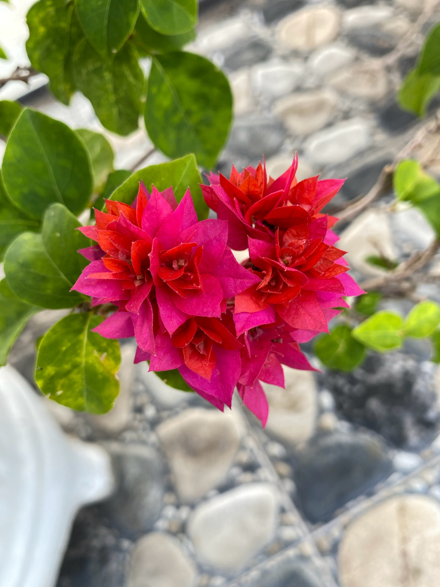 This is a close-up, eye-level, outdoor shot of several bright pink and red bougainvillea flowers. The flowers are clustered together and appear to be in bloom. They are surrounded by green leaves, some of which show signs of yellowing. The background consists of a textured surface made of gray and light-colored stones, possibly a walkway or patio. A white object, possibly a planter or part of a statue, is visible in the lower left corner of the frame. The scene suggests a garden or decorative outdoor space in the city of Cotkeutapang, Indonesia. There are no people or animals present.