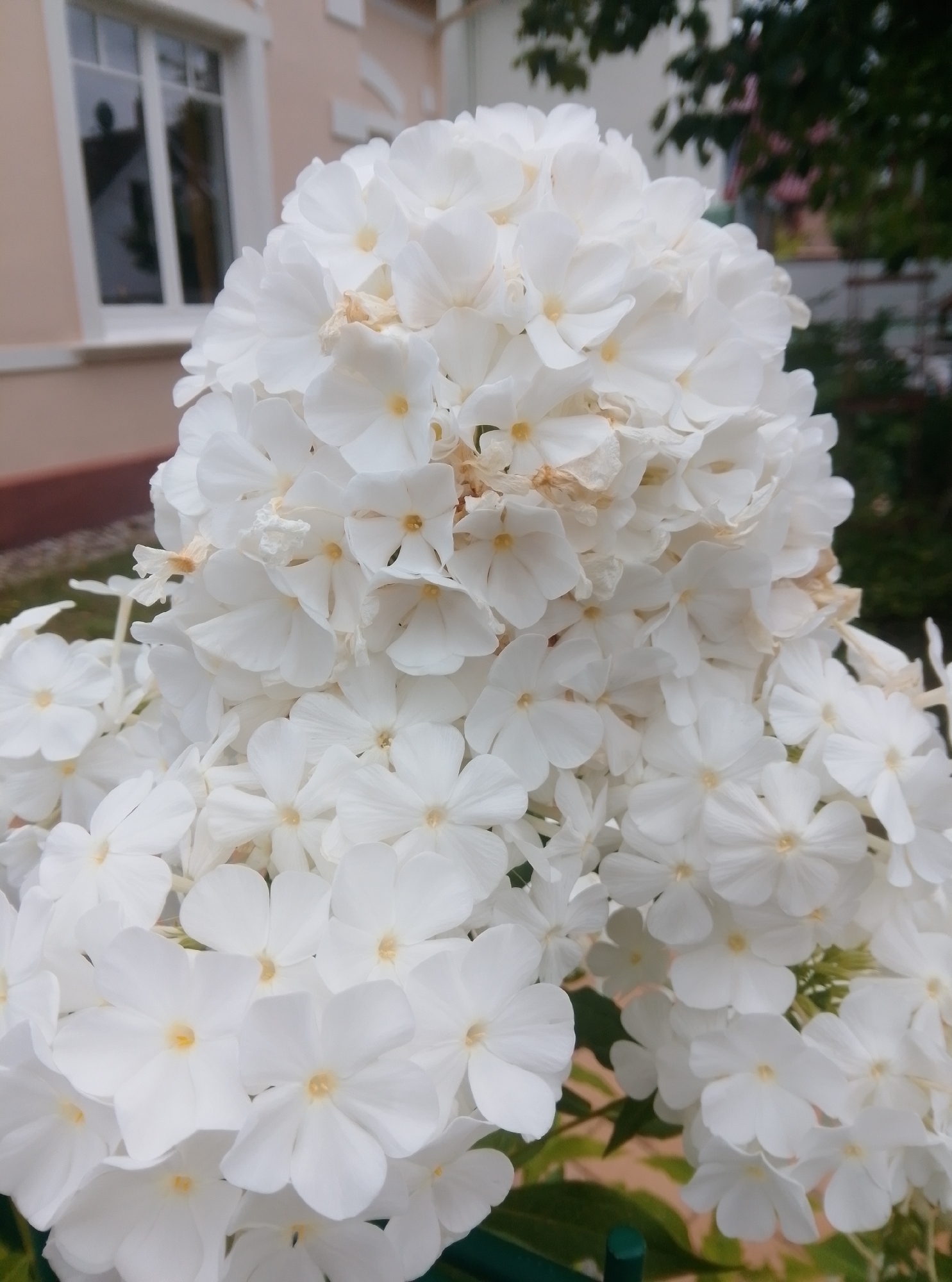 A close-up, eye-level shot captures a dense cluster of white phlox flowers in full bloom. The flowers are arranged in a large, voluminous panicle, with individual blossoms showing five petals and a small yellow center. Some petals appear slightly wilted and brown, indicating the flowers are past their peak.
In the background, a light-colored building with a cream-colored facade and white-trimmed windows is visible. The windows are reflective, showing a blurred image of what appears to be a house with a roofline. To the right of the flowers, dark green foliage and branches suggest the presence of trees or shrubs. The overall environment appears to be an outdoor setting, possibly a garden or a park. The image does not contain any people. The location is identified as the city of Wedel, Germany.