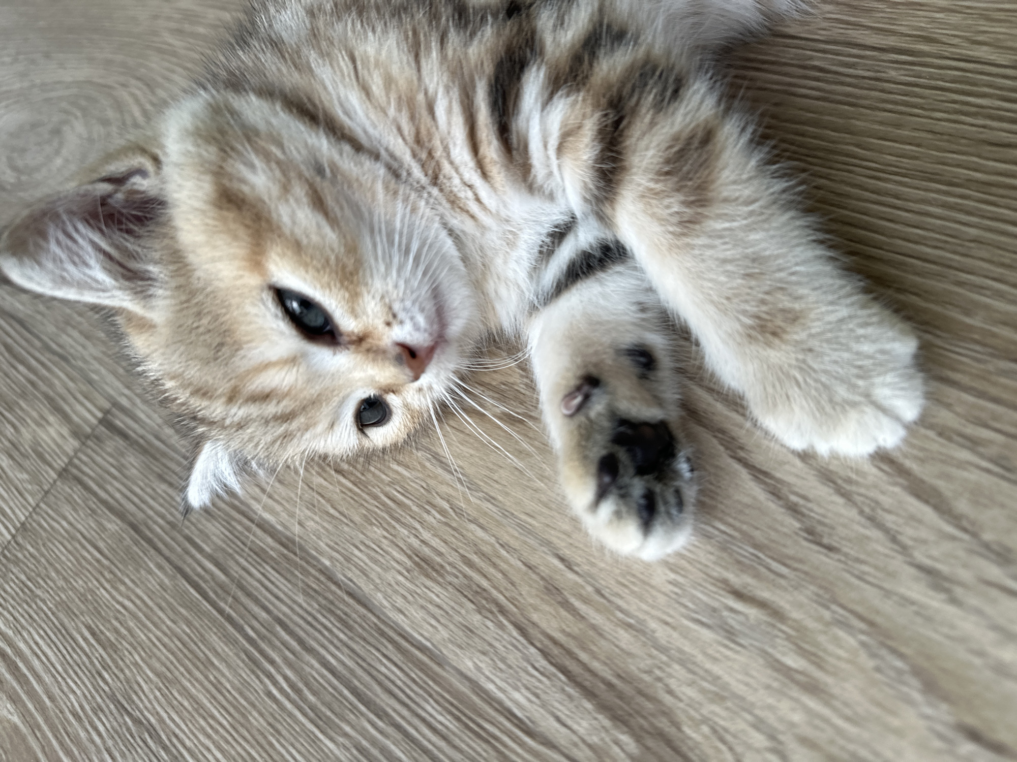 A close-up, eye-level shot captures a ginger and white tabby kitten lying on its side on a light brown wooden floor. The kitten's head is turned to its left, and its eyes are open. Its right paw is extended towards the viewer, showing dark paw pads. The kitten's fur exhibits distinct tabby markings. The wooden floor has a visible grain pattern. The image does not contain any identifiable landmarks or features that would indicate a specific location within the city of Mokino, Russia.