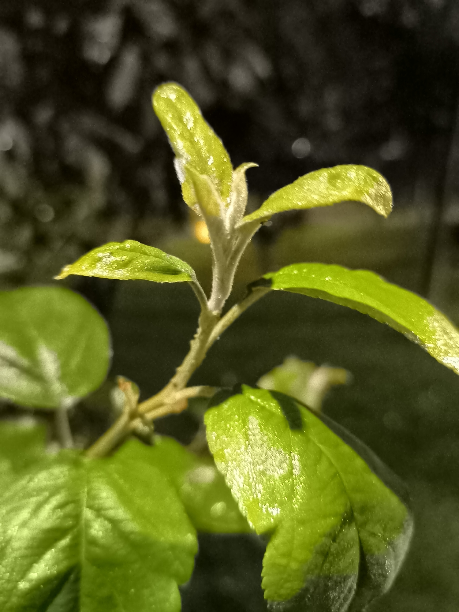 The image is a close-up, macro photograph of a vibrant green plant with several leaves and a central stem. The leaves are dewy, with water droplets visible on their surfaces, reflecting the light. The plant appears to be in a natural setting, possibly a garden or park, given the soft, out-of-focus dark background with bokeh effects that suggest foliage or trees. The lighting highlights the texture and sheen of the leaves, creating a luminous effect. The overall impression is one of freshness and detail captured through a shallow depth of field. The specific location in the city of Dnipro, Ukraine cannot be determined from the visual information provided in the image.