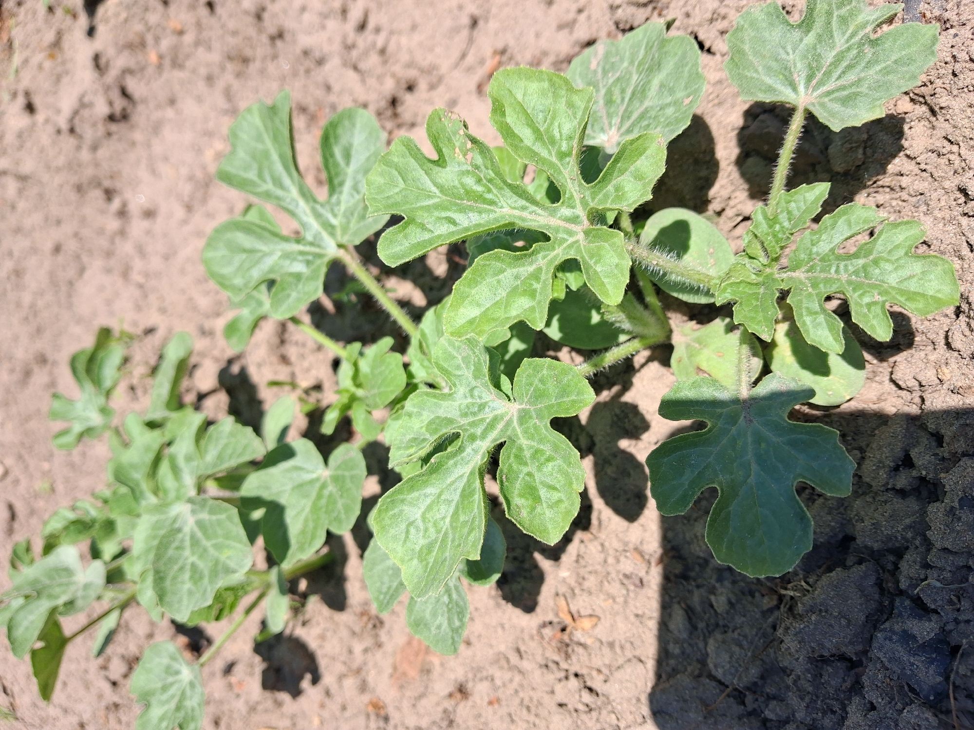 In Krolevets, Ukraine, a close-up shot captures a row of young watermelon seedlings growing in light brown soil under bright sunlight. The plants are small, with several sets of lobed green leaves and fuzzy stems. Shadows from the leaves and stems are cast on the ground. The soil appears dry and somewhat clumpy. The background is blurred, showing more of the soil and other indistinct seedlings.