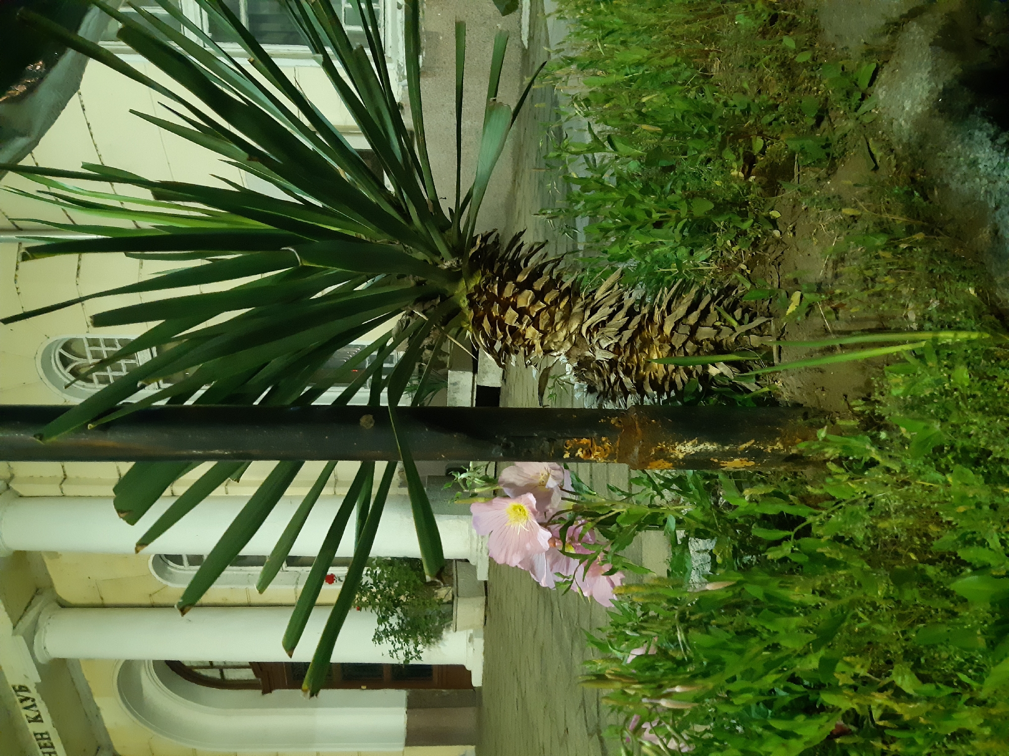 The image shows a yucca plant growing next to a black metal pole in Plovdiv, Bulgaria. The plant has long, green leaves and a trunk covered in brown, scale-like remnants of old leaves. There are pink flowers blooming nearby among green foliage. The building in the background has white columns and arches, and the text "ВЕН КЛУБ" is visible on the lower left corner. The ground is covered in dirt and vegetation. It is night.