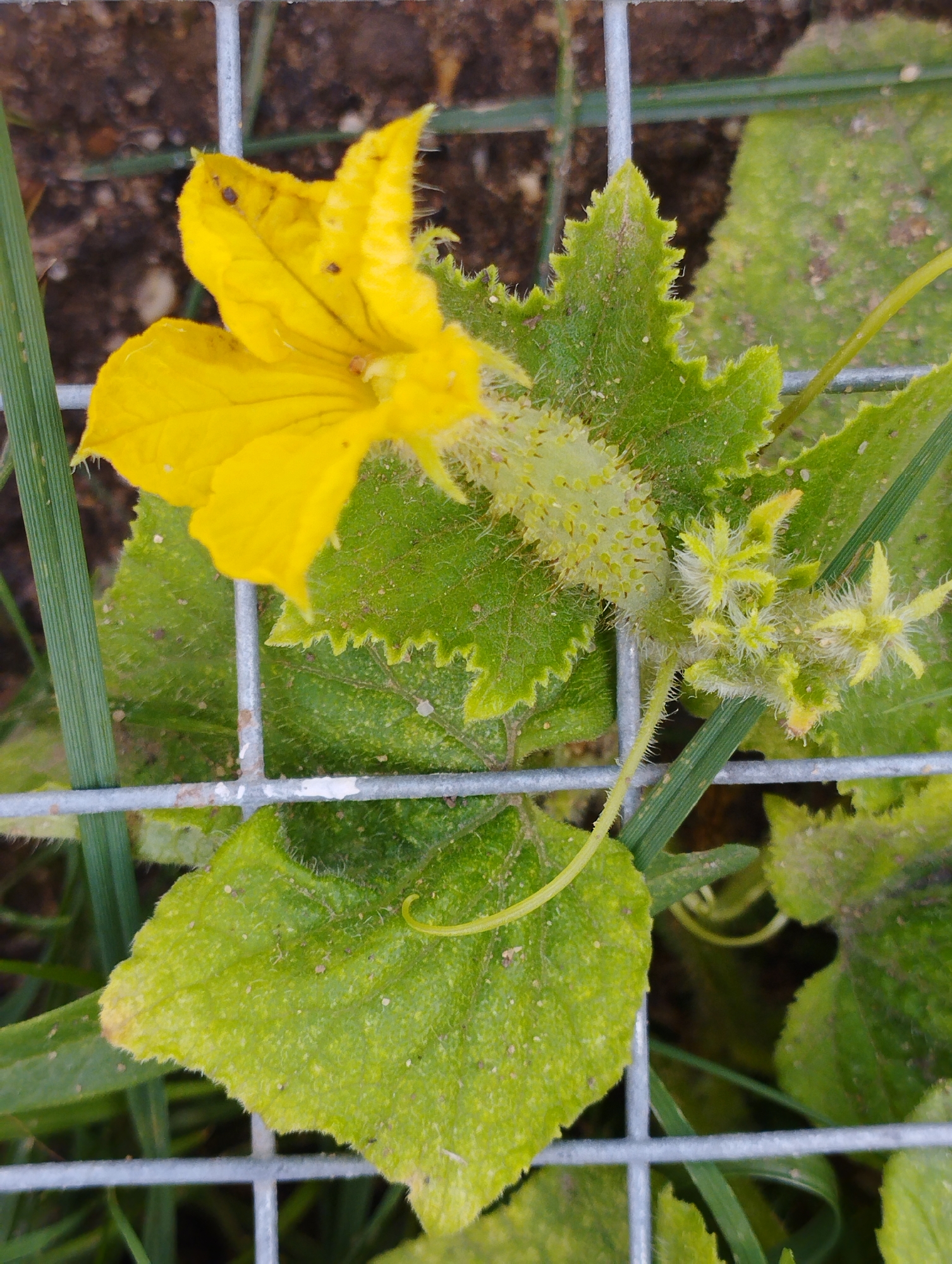 A close-up, eye-level, vertical shot shows a young cucumber plant growing through a wire fence in Hospozín, Czechia. The plant has a bright yellow flower with five petals, a developing cucumber fruit with soft spines, and several serrated green leaves. A tendril curls from a stem, and small, spiky developing fruits are visible. The background is blurred, showing dark soil and some green grass. The wire fence, made of galvanized metal, is in the foreground and midground, with some white paint residue on the horizontal wires.