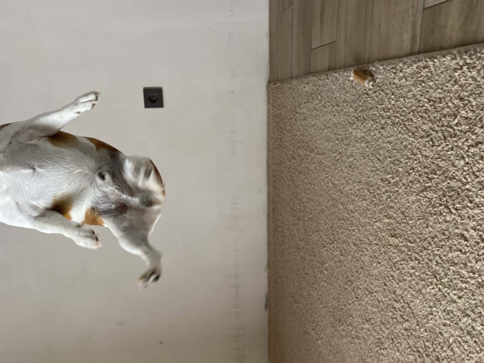 The image, taken from a low perspective, shows the lower half of a dog's body, mostly white with tan markings, in the upper left portion of the frame. The dog's legs are extended in the air. To the right of the dog, the image shows a beige carpet that covers a large portion of the frame. In the upper right corner, there is a small cylindrical object on the carpet. To the left of the carpet, a light-colored wall and a section of tiled floor are visible. A dark square electrical outlet is visible on the wall. The location is unknown and can't be confirmed with the available information.