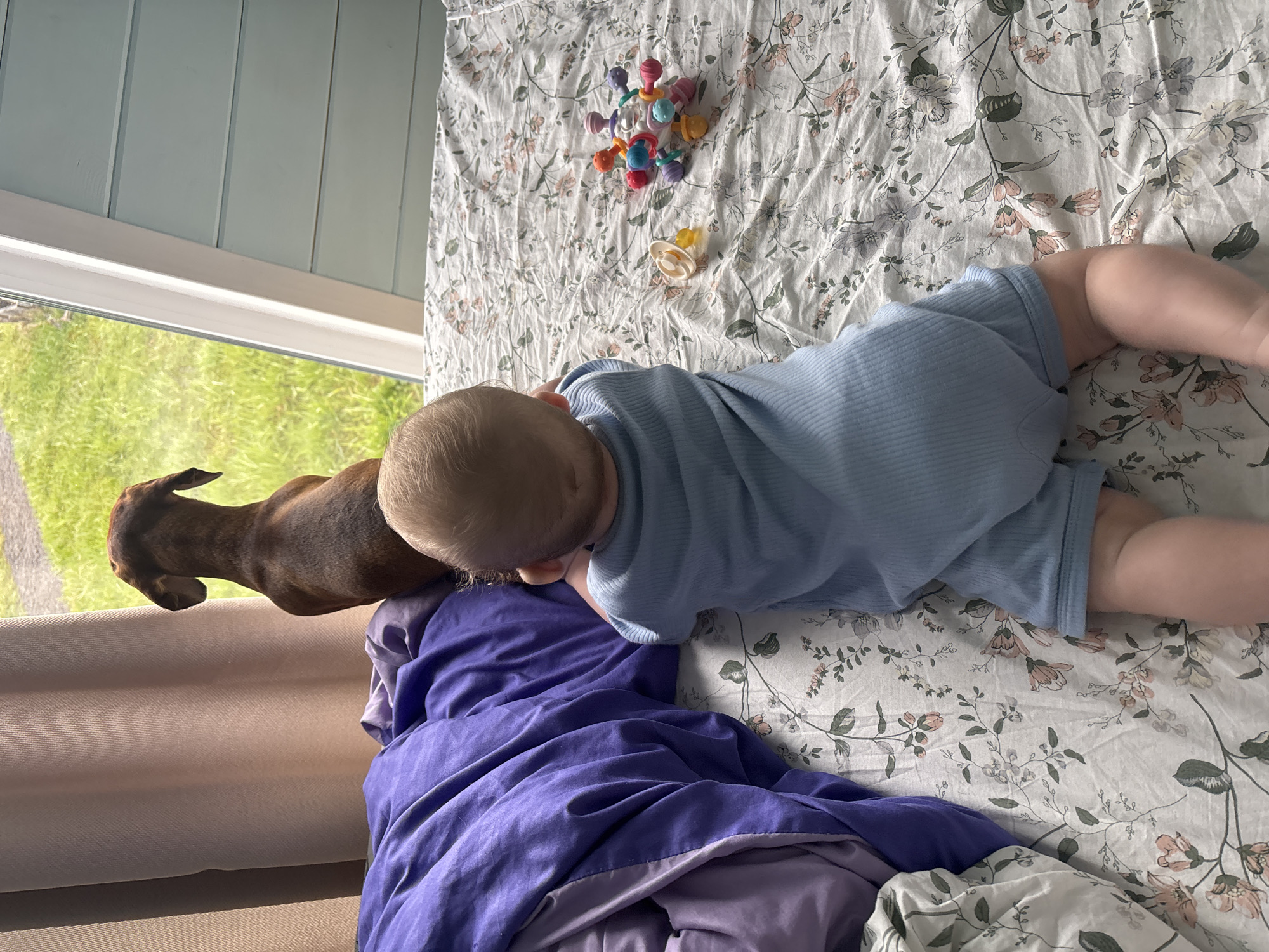 A baby in a blue romper lies on a bed with floral patterned sheets, next to a brown dachshund that is looking out of a window. The location is Раздолье, Russia. A purple duvet is nearby. A baby toy and pacifier are also on the bed.