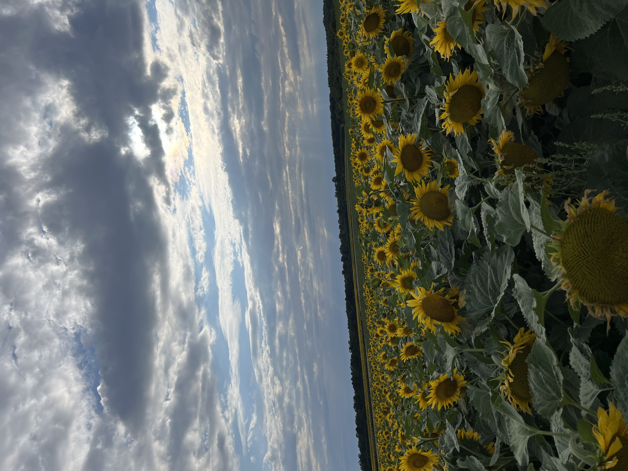 The image depicts a vast field of sunflowers under a dramatic sky. The sunflowers, with their vibrant yellow petals and dark centers, fill the foreground and extend into the distance, creating a dense carpet of blooms. Many of the sunflowers are facing downwards, some appearing wilted or heavy with seed. The leaves are large and green.
The sky above is a mix of blue sky and heavy, textured clouds. Rays of sunlight break through the clouds in some areas, creating a dappled effect and highlighting sections of the sunflower field. The clouds are dark and moody in places, suggesting potential for rain or a storm.
In the far distance, a line of dark green trees forms a horizon, separating the field from the sky. A subtle rainbow effect is visible where sunlight interacts with moisture in the air or within the clouds. The overall impression is one of natural beauty and the powerful forces of nature.
The location is identified as Hrabovets, Ukraine. The scene is a rural landscape, likely a farm or agricultural area. There are no people or animals visible in the image. The focus is entirely on the sunflowers and the sky.