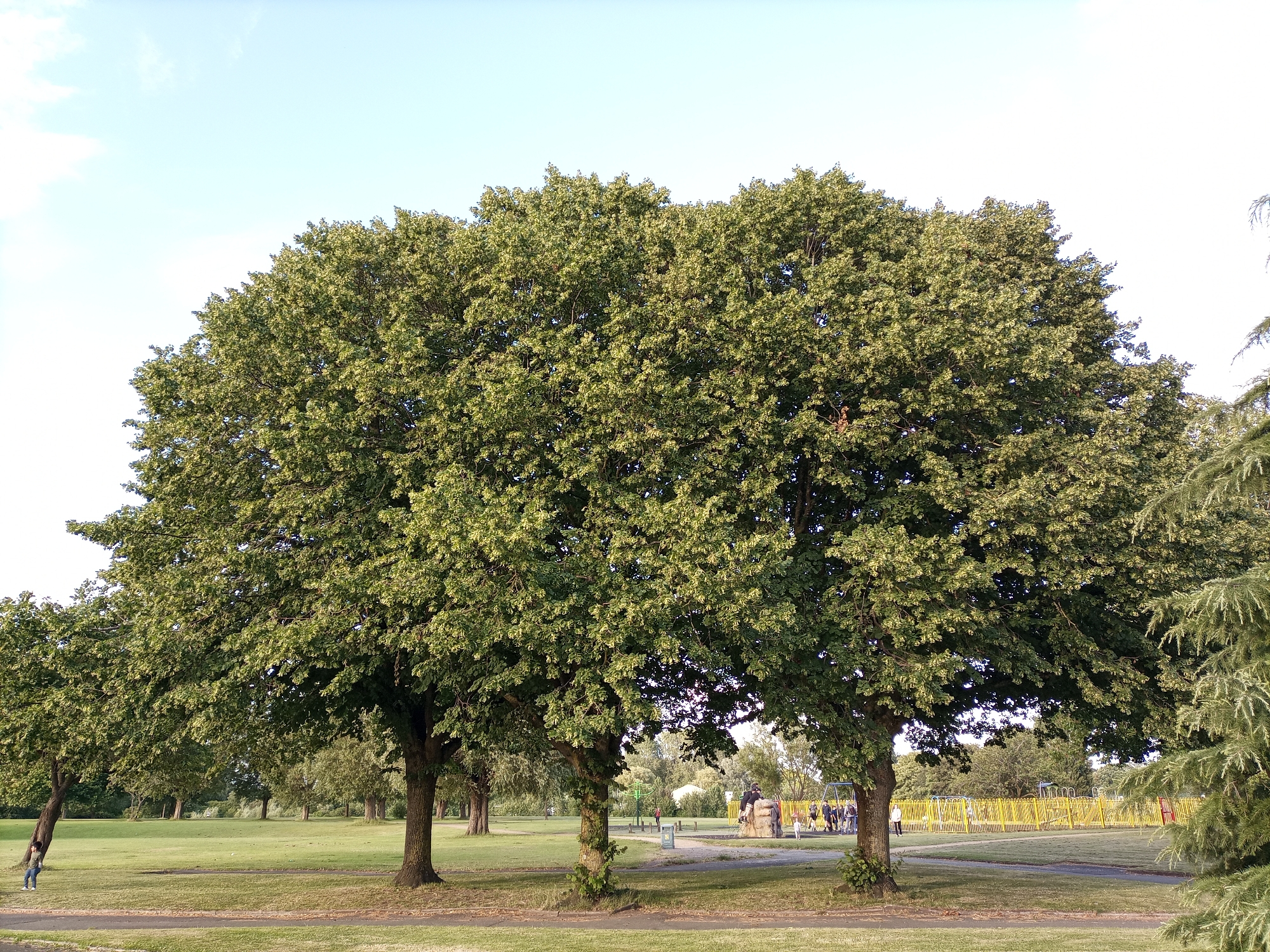 A wide shot shows a park scene with a group of mature trees in the foreground. The trees have full, green canopies and are positioned on a grassy area. A path runs through the park, with a person visible walking to the left of the frame. In the background, there are more trees, a playground with yellow fencing, and a few people gathered near a sculpture. The sky is clear and light blue, suggesting it is daytime. This image was taken in Stalybridge, Tameside, United Kingdom.