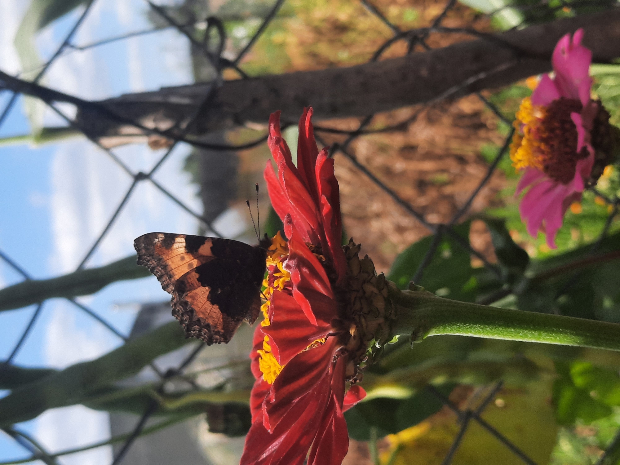A close-up, low-angle shot captures a butterfly resting on a vibrant red zinnia flower. The butterfly, with its patterned wings in shades of brown and orange, is perched on the flower's center, surrounded by yellow stamens. The zinnia's petals are ruffled and deep red. In the background, a blurred fence crisscrosses the frame, with out-of-focus greenery and brown brush visible beyond. A lighter pink zinnia is also visible in the lower right corner, also blurred. The sky above is a pale blue with scattered white clouds. The scene appears to be in an outdoor garden.