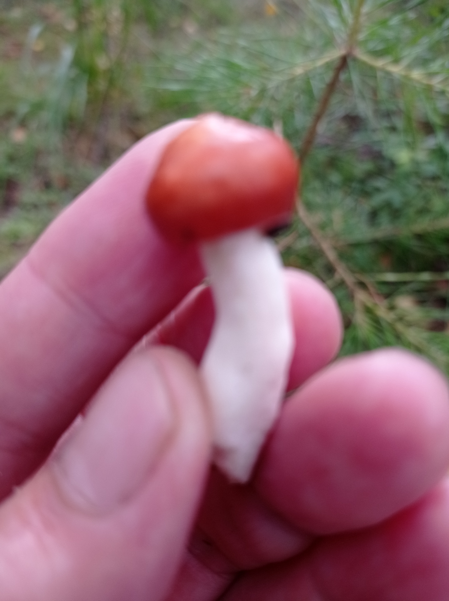 A close-up shot shows a person's fingers holding a small mushroom with a red cap and a white stem. The background is blurred and appears to be a natural outdoor environment with greenery and some pine needles, suggesting a forest or park setting. The image does not contain any specific landmarks or details that would allow for precise identification of the location within the city of Degtyarsk, Russia.