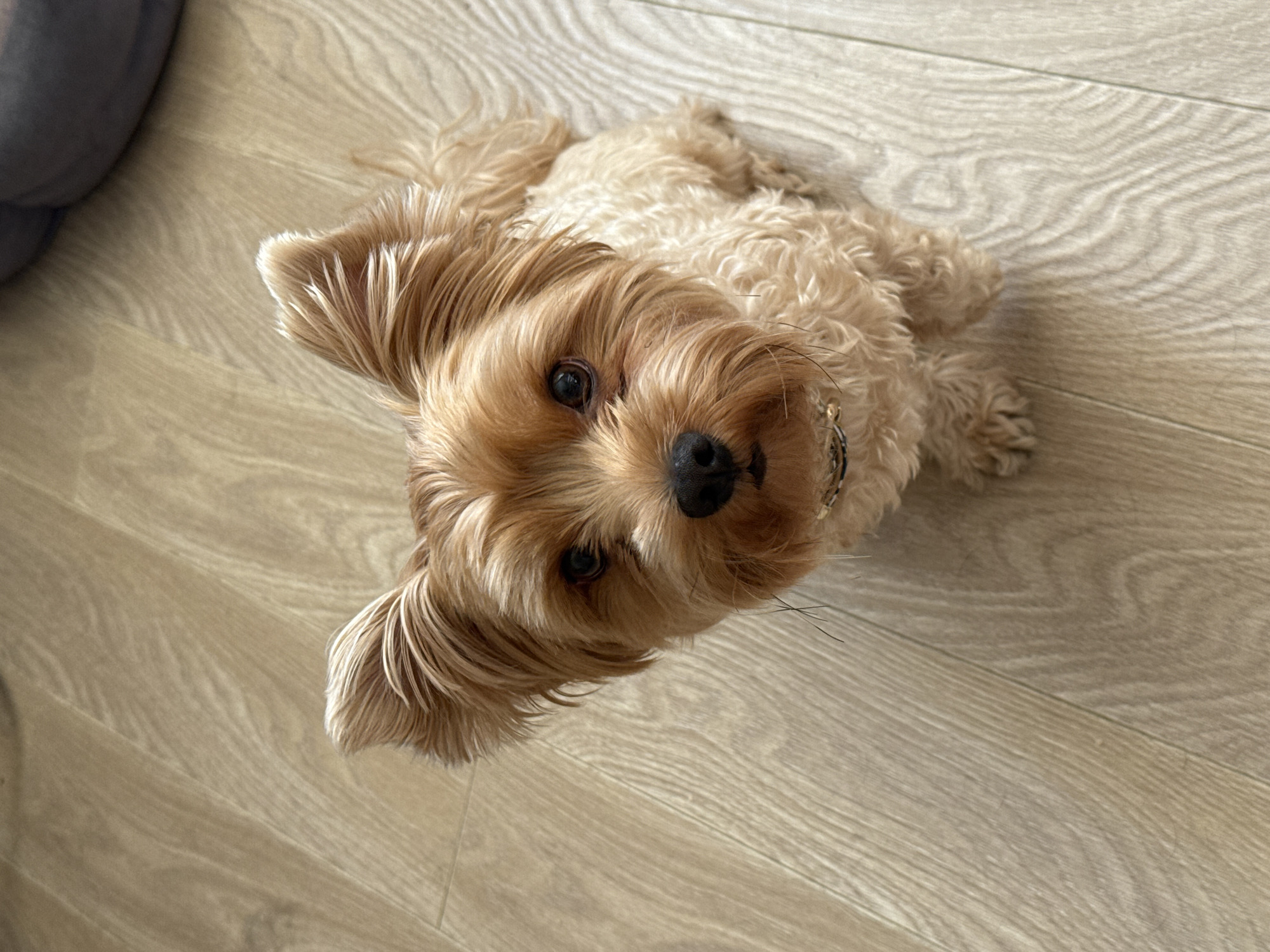 A Yorkshire Terrier dog is sitting on a light-colored wooden floor, looking up at the camera. The dog has tan fur with darker brown accents around its face and ears. It is wearing a gold collar. The background is out of focus, but appears to be an indoor setting with a dark object in the upper right corner. There is no indication of the location in Yekaterinburg, Russia.