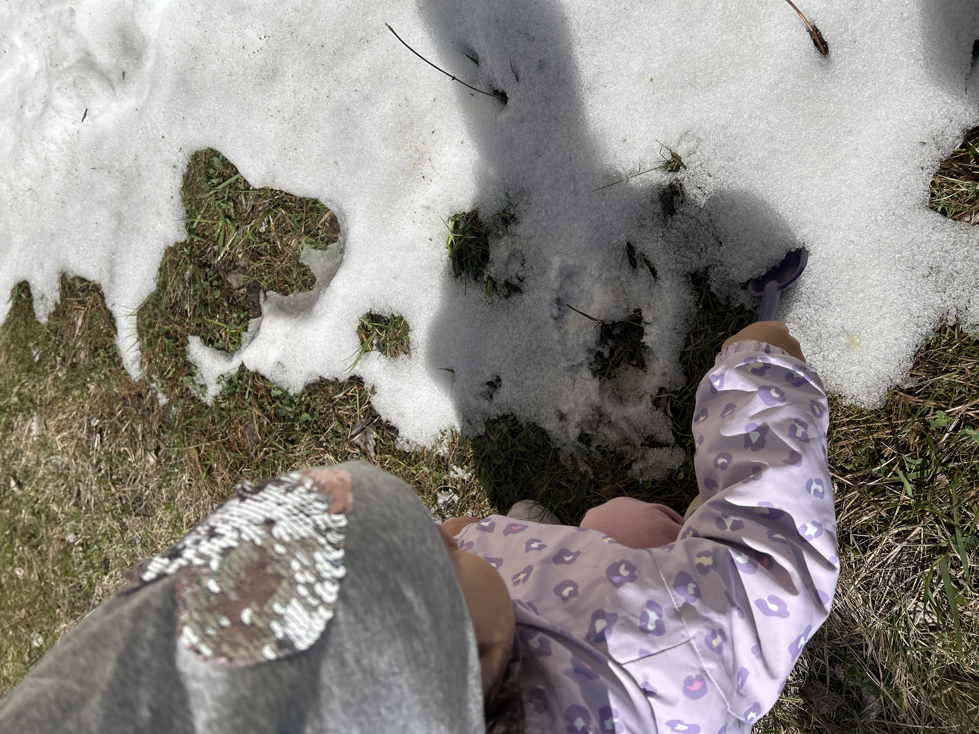 The image shows a section of ground covered in melting snow and patches of grass. A child's arm wearing a purple and white leopard print jacket is visible, holding a small purple shovel. The child's other arm is partially visible, wearing a gray sleeve with a patch of sequins. The environment suggests a transition from winter to spring. There is no evidence to support that the image location is in the city of Uray, Russia.