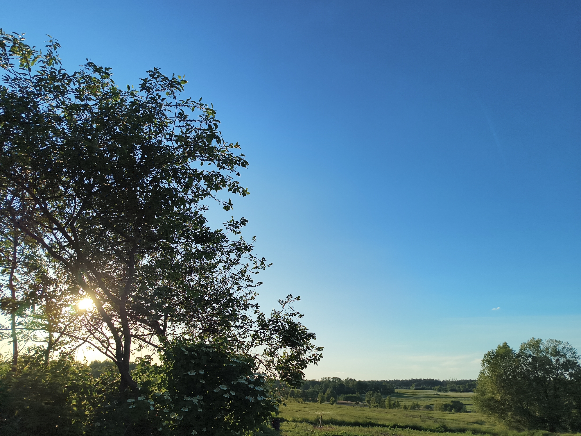The image captures a landscape scene in Vyshevychi, Ukraine. A large tree with green foliage dominates the left side of the frame, with sunlight filtering through its branches. The foreground features greenery and some shrubs. In the distance, a field stretches towards a treeline and what appears to be a few buildings. The sky occupies a significant portion of the image, transitioning from a lighter hue near the horizon to a deep blue overhead. There are no people visible in the image.