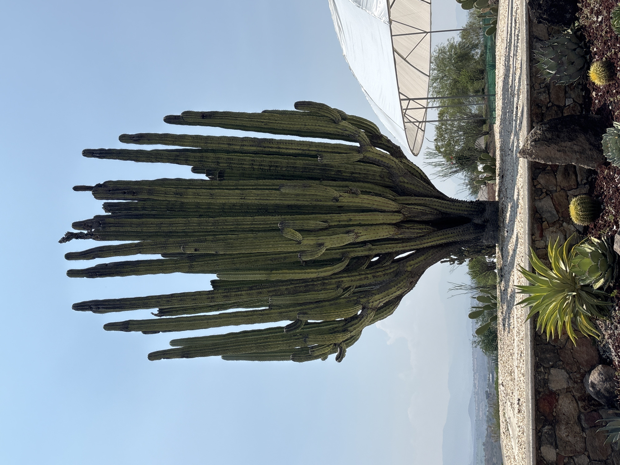 The image shows a large cactus in a botanical garden, possibly in the city of Tehuixtla, Mexico. The cactus has multiple tall, green branches extending upwards and outwards. To the right of the cactus is a concrete wall with decorative stones and a small garden bed containing various succulents, including agave and smaller cacti. A white canopy structure is visible in the background, with trees and a distant cityscape beyond the wall. The sky is a clear, light blue.