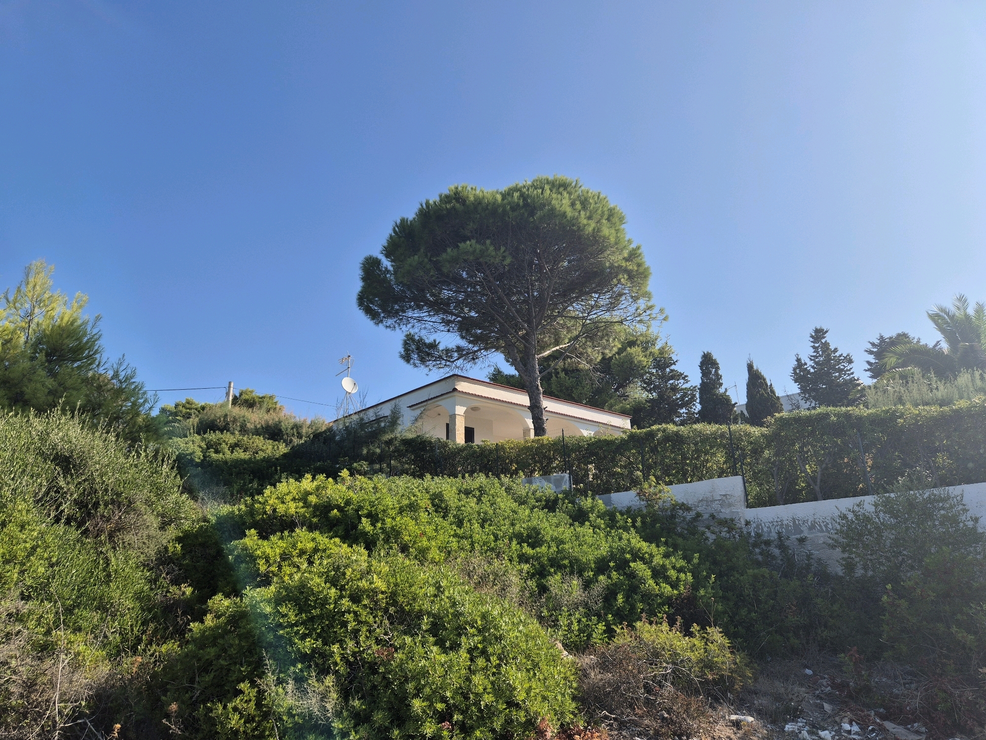 The image shows a bright, sunny day with a clear blue sky. In the foreground, a steep, green, wooded hillside is covered in dense shrubs and some dry, brushy vegetation. A white, single-story house with a light-colored roof and a wide, covered porch supported by columns is visible on the upper part of the hillside, set back from the edge of the slope. A large, mature pine tree with a full, rounded canopy stands prominently in front of the house. Several other trees, including cypress-like evergreens and some palm fronds, are scattered across the landscape behind the house. A satellite dish is mounted on the roof of the house. The environment appears to be a semi-rural or residential area, likely in or around Leporano, Italy, given the Mediterranean vegetation and architectural style. There are no people visible in the image.