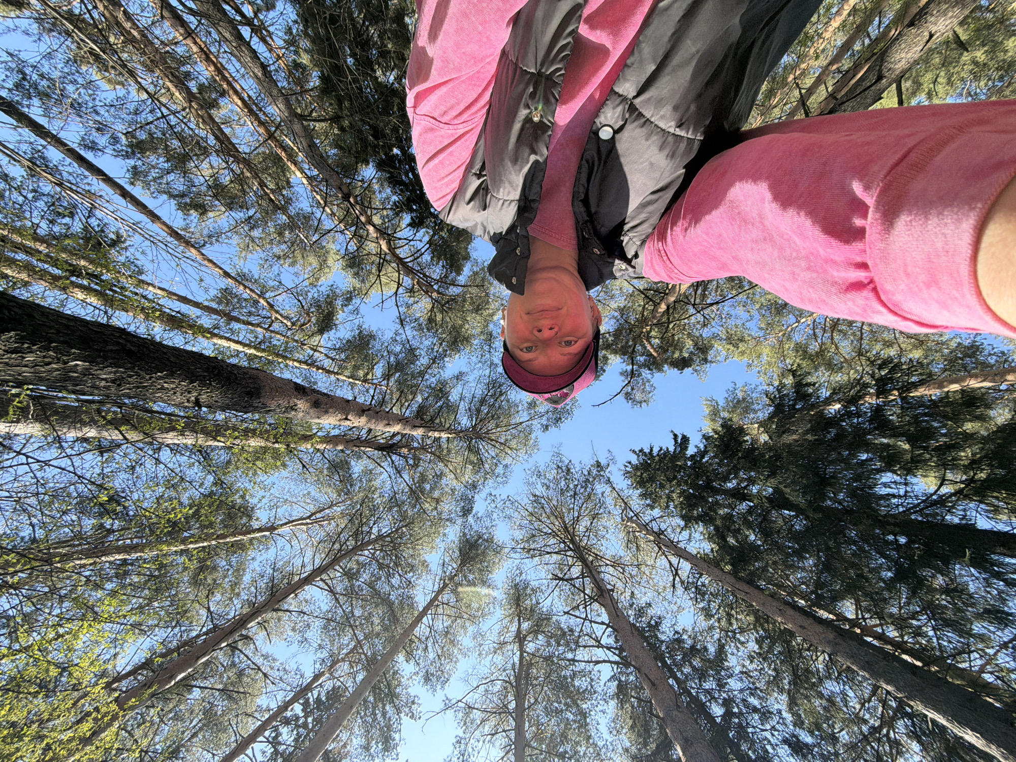 A low-angle, upward-facing photograph shows a person surrounded by tall trees. The person is wearing a pink long-sleeved shirt, a grey and black vest, and a pink cap. The person’s face is visible, looking down towards the camera. The trees surrounding the person are tall and thin, with branches reaching toward the blue sky. The lower portions of tree branches are visible, some still bare, some starting to grow leaves. The location is in a wooded area of the city of Chaikovsky, Russia.
