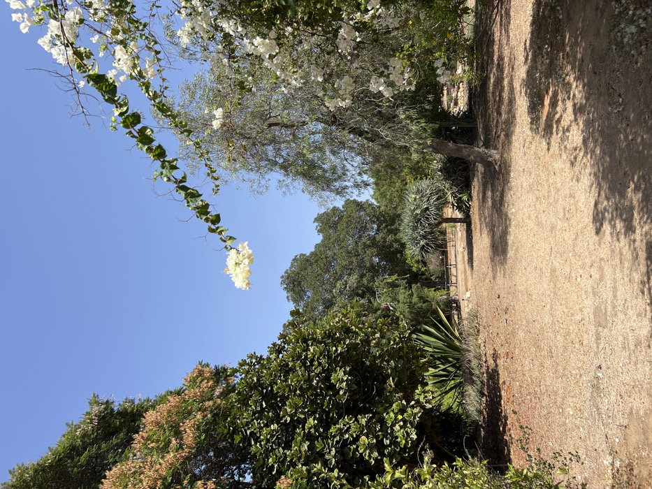 The image depicts an outdoor park or garden scene in Kfar Monash, Israel, on a clear, sunny day. The foreground features a light brown, unpaved dirt path that recedes into the mid-ground. Shadows from surrounding trees are cast across this path.
On the left side, dense green foliage dominates the frame, including a tall tree with reddish-brown seed pods or leaves in the upper-left quadrant. Below this, spiky, succulent-like plants are visible. On the right side, a slender tree with light green, somewhat sparse foliage stands, with clusters of white bougainvillea flowers growing on its branches or an adjacent vine. A prominent vine with green leaves and a cluster of white flowers hangs diagonally from the upper-right corner towards the center of the frame.
In the mid-ground, a distinct Dragon Tree (Dracaena draco) with a thick trunk and a crown of spiky, green leaves is visible to the left of the path. Further in the background, more dense green trees form a natural barrier. Partially obscured by foliage in the distance, behind the Dragon Tree, appear to be a few low wooden structures, possibly benches or decorative fences. The sky is a uniform, clear blue, occupying the upper portion of the image. No individuals or animals are present.