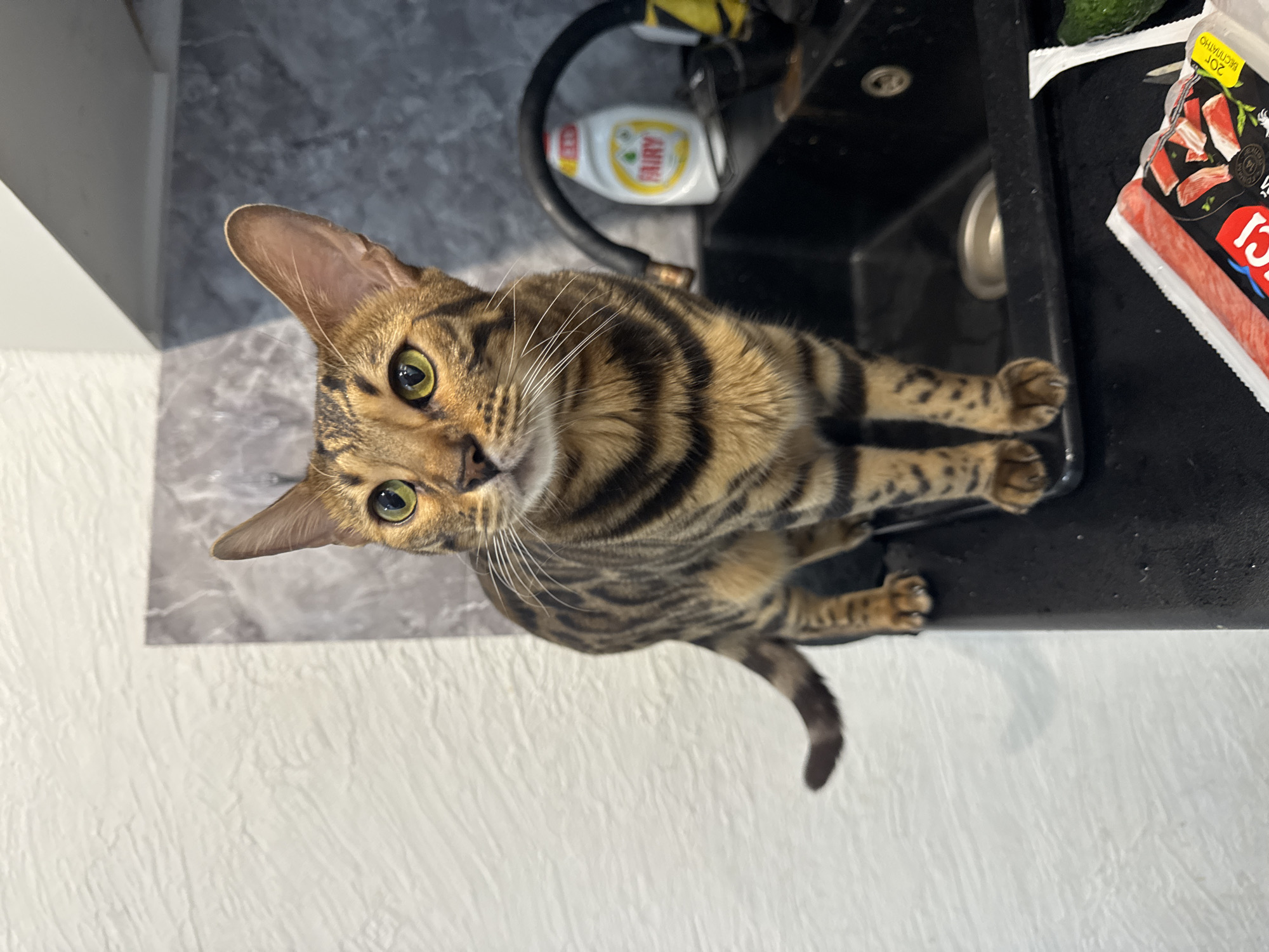 An overhead shot captures a curious Bengal cat perched on the edge of a kitchen sink, looking directly up at the viewer. The cat has distinctive short, striped, and rosetted fur in shades of brown, black, and gold, with striking bright green eyes and prominent whiskers. Its pointed ears are alert, and its body is mostly visible, extending downwards towards the left of the frame.
The cat is positioned against a backdrop of a dark, likely black, kitchen sink, which appears to be built into a gray and white mottled countertop. To the left of the sink, a white textured wall or cabinet is partially visible. Behind the sink, a white bottle of "FAIRY" dish soap with a yellow logo is clearly identifiable. On the right side of the sink, a packaged food item, possibly crab sticks or similar seafood, is resting. The packaging is black and white with red elements, displaying some Cyrillic text, including what appears to be "20Г" and parts of other words like "CI" or "СІ" and possibly "ДОЛІПАТНО". The lighting suggests it is daytime. The scene evokes a sense of the cat seeking attention or investigating its surroundings in a domestic kitchen setting.