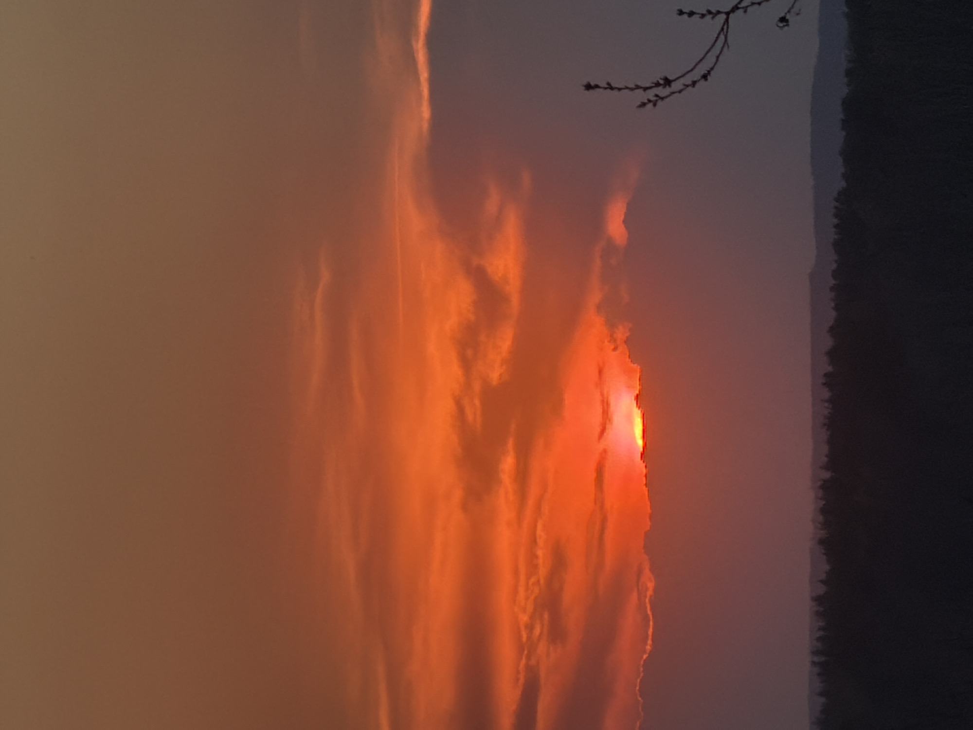 The image depicts a sunset near Chaikovsky, Russia. The sun is partially obscured by orange-colored clouds, casting a fiery glow across the sky. Dark silhouette of a tree line extends along the upper right edge of the image. A small tree branch with a few buds is present in the top right corner of the image. The sky above the clouds is a hazy grey.