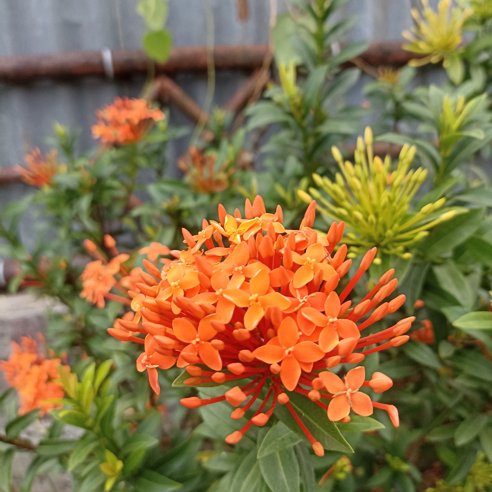 The image depicts a close-up view of vibrant orange Ixora flowers blooming in an outdoor setting, likely a garden or park in Magelang, Indonesia. The flowers are clustered tightly together on thin red stems, with some buds still closed and pointed. The background is a mix of green foliage and a gray, textured surface that appears to be a fence or wall. The lighting suggests it is daytime, with the sun illuminating the flowers and casting subtle shadows. No people or animals are visible in the frame. The overall scene is serene and natural, highlighting the beauty of the flowering plants against a somewhat urban or constructed backdrop.
