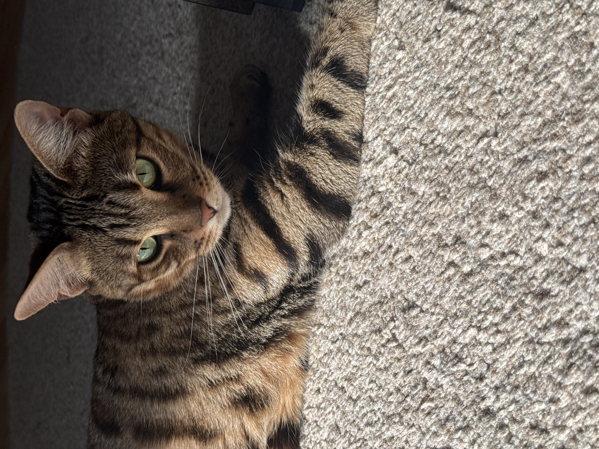 A brown tabby cat lies on a beige carpet. The cat's head is turned to the left of the frame, and its green eyes are open. Part of the cat's body and a paw extend towards the right side of the frame. The carpet is visible in the background and on the right side of the cat. A dark object is partially visible at the top of the frame. There is no evidence to suggest that this image was taken in Votkinsk, Russia.