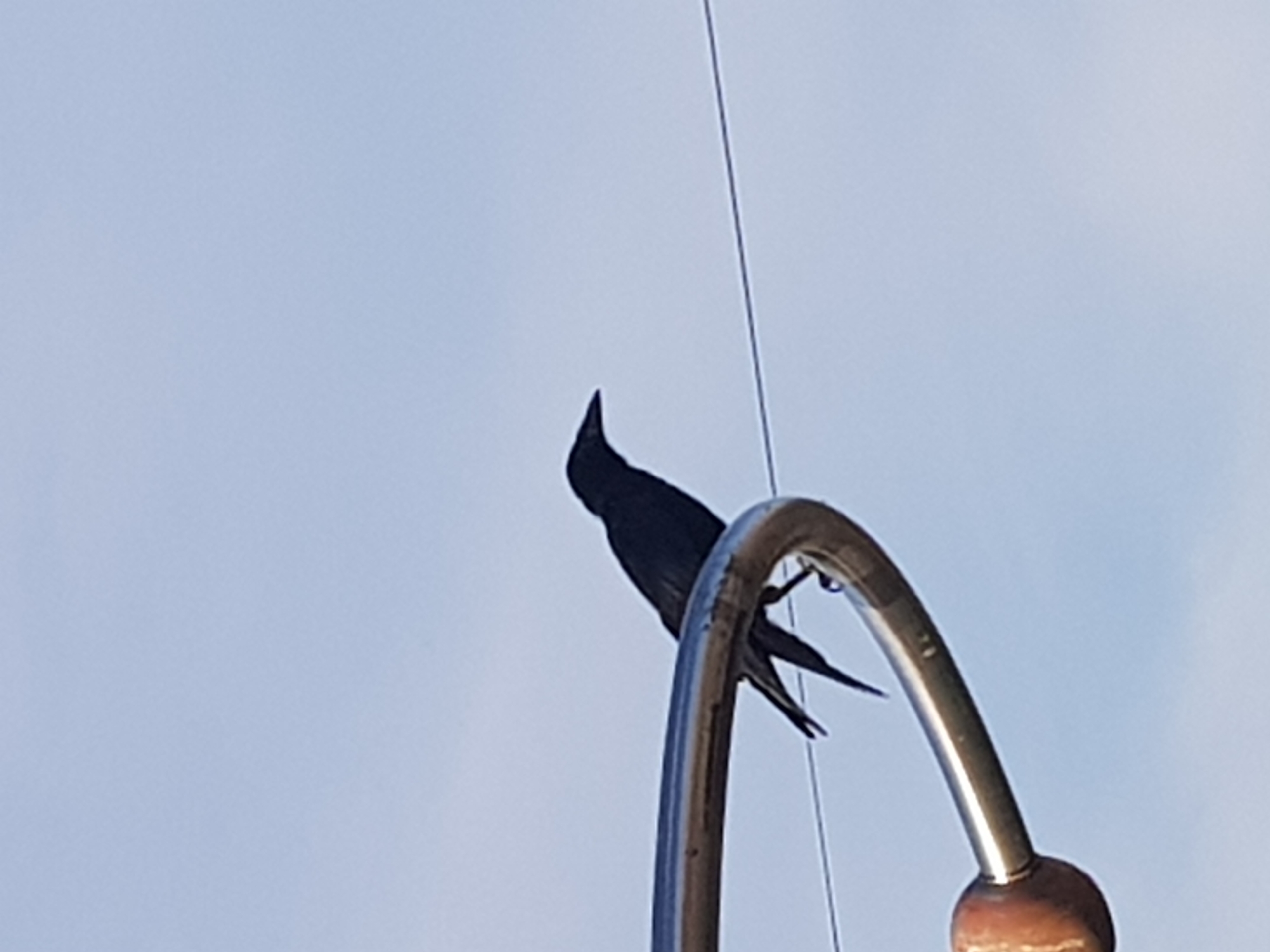 A black bird with a pointed beak is perched on a curved metal railing. The railing appears to be part of an outdoor structure, possibly a playground or park bench, with a rounded wooden end visible on the left. A thin wire runs horizontally behind the bird and railing, against a pale blue sky. The location is identified as Kurchatov, Kazakhstan.