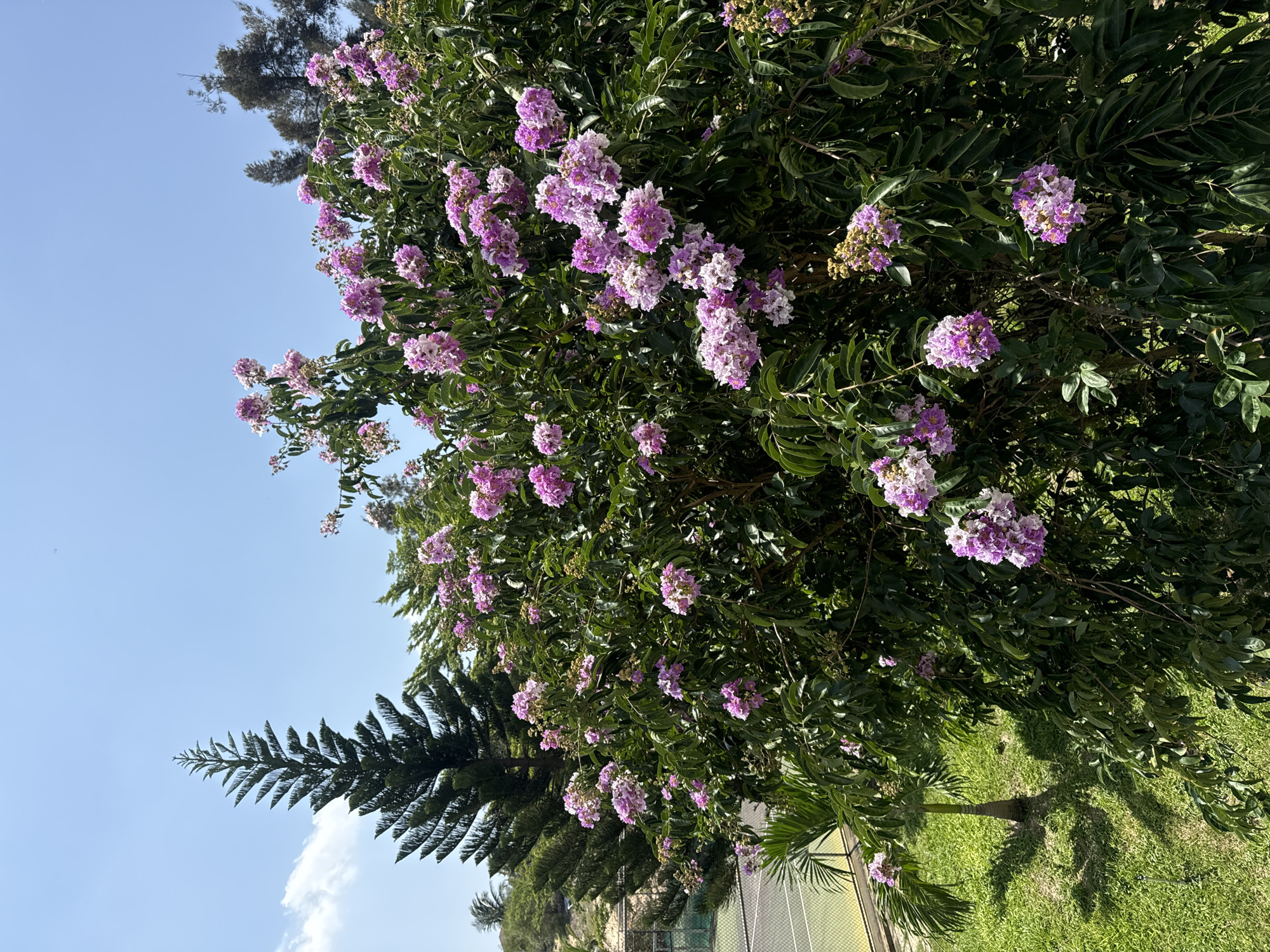 The image depicts a vibrant outdoor scene, likely taken in Phu Thuy, Vietnam, under a clear blue sky with a few wispy clouds. In the foreground, a large, bushy tree is laden with clusters of delicate pink and purple flowers. The tree's lush green leaves provide a rich backdrop to the colorful blooms. To the left of the flowering tree, a tall, slender pine tree stands prominently against the sky. Further to the left, a tennis court is visible, with its green surface and net. A palm tree can be seen in the middle ground, its fronds casting shadows on the bright green grass. The overall impression is one of a serene, tropical environment. There are no people or animals visible in the image.