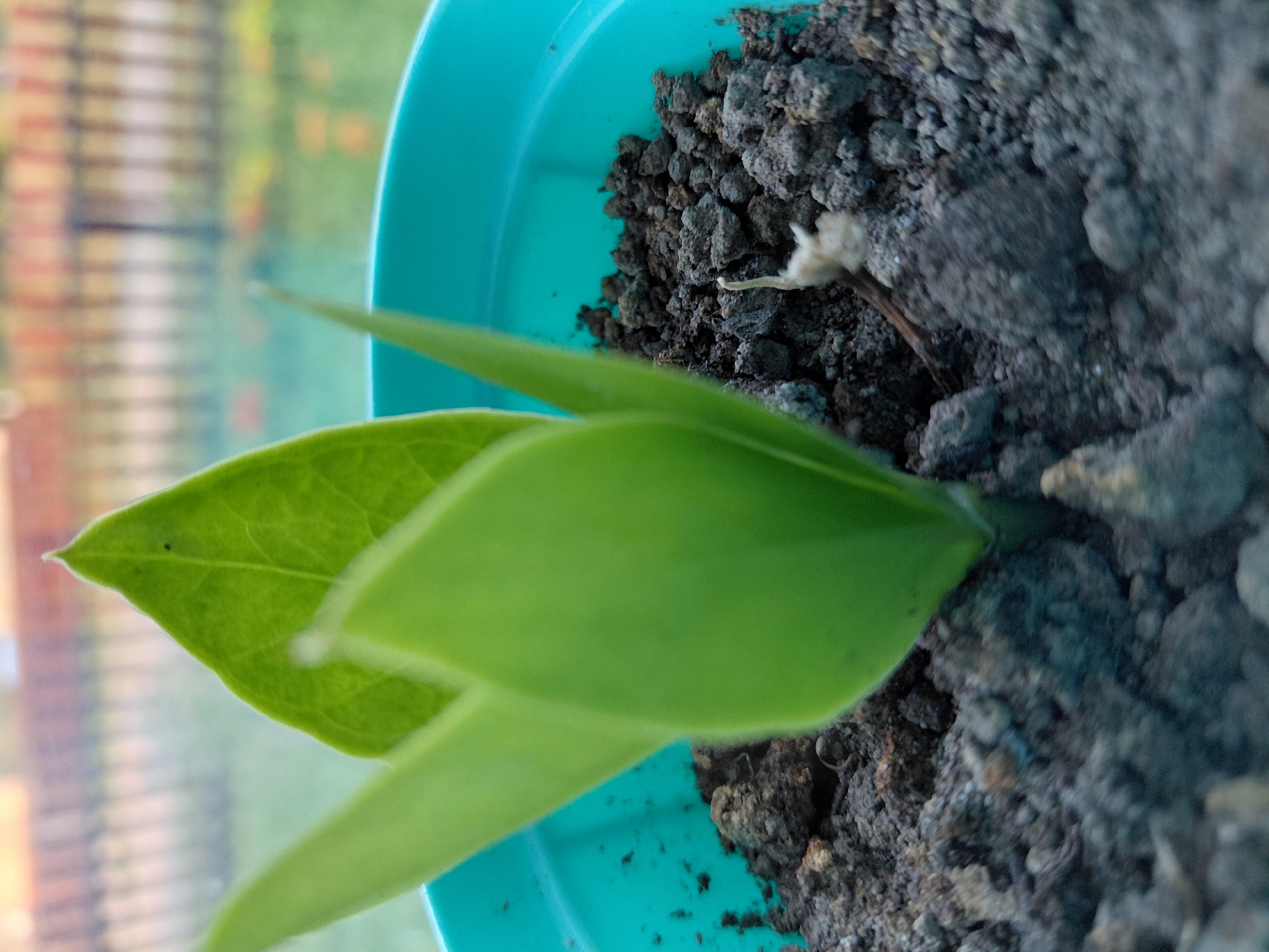 A young green plant with pointed leaves grows in a turquoise pot filled with dark soil. The pot is situated outdoors, with a blurred background of a fence and greenery, suggesting a garden or backyard setting. The lighting indicates it is daytime, possibly morning or late afternoon given the soft light. The image does not depict any people or specific urban landmarks that would indicate a location within Malinovka, Russia.