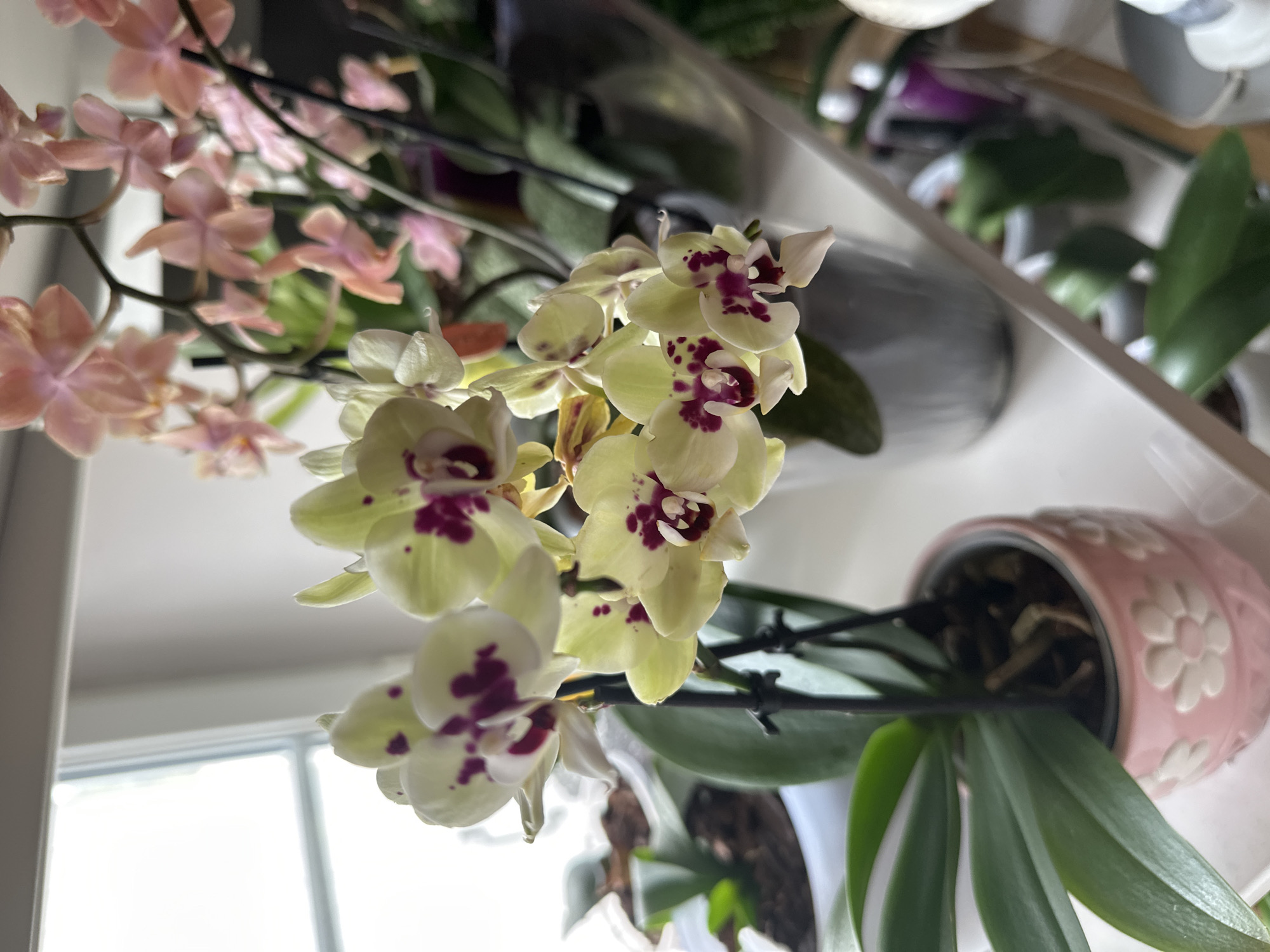 The image shows a close-up view of several orchid plants on a white shelf, likely near a window given the bright light. In the foreground, a pale yellow orchid with deep purple markings on its petals is in focus. It is planted in a small, pink ceramic pot decorated with white floral designs. Behind this orchid, another orchid with pink flowers is visible, though it is out of focus. The shelf appears to be a windowsill or a dedicated plant shelf. The background shows other potted plants and what might be a blurred view of a room. There is no indication of the city of Anduze, France, in the image.