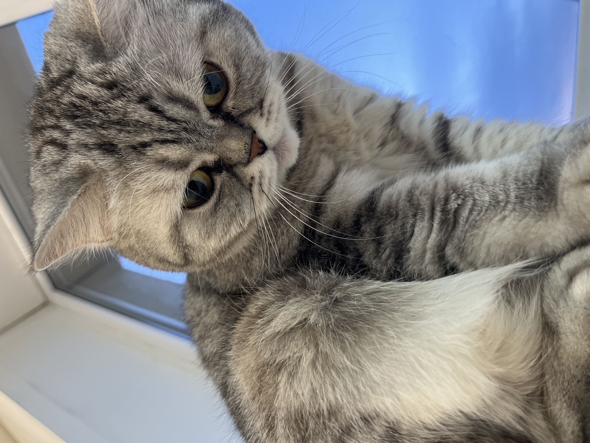 A close-up, low-angle photograph features a domestic short-haired cat with striking grey and white tabby markings. The cat's head is slightly tilted, with large, round, green-yellow eyes gazing directly at the viewer, conveying a sense of curiosity or calm. Prominent white whiskers fan out from its face, and a small, pinkish nose is visible. The intricate patterns of its dense fur, including darker stripes and lighter underbelly fur, are highly detailed.
In the background, a vibrant, clear blue sky is visible through a window, indicating a bright daytime setting. A portion of a white window frame can be seen along the left and bottom edges of the image, suggesting the cat is indoors, perhaps looking out or relaxing by a window. One of the cat's paws is visible, partially raised or positioned towards the viewer. The image is well-lit, emphasizing the texture of the cat's fur and the clarity of its eyes. There is no visible text. The scene depicts a tranquil moment, likely within a home in Chaikovsky, Russia.