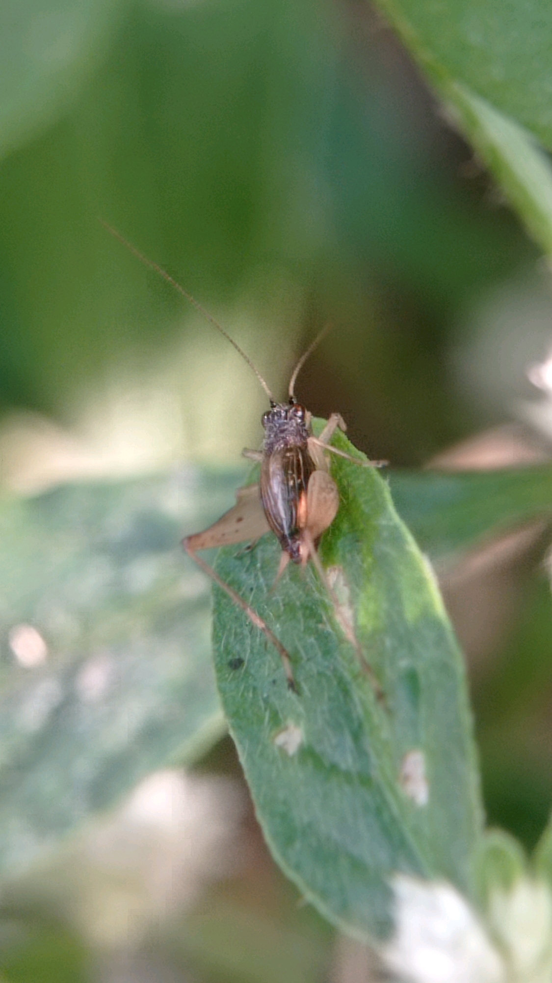 A close-up, low-angle shot depicts a small, brown insect perched on a vibrant green leaf. The insect, with its delicate antennae and segmented body, is the primary focus, sharply rendered against a softly blurred background of lush foliage. The leaf itself is textured, with visible veins and a slightly fuzzy surface. The overall impression is one of natural serenity, capturing a moment in the life of a tiny creature within its leafy habitat. There is no indication of human presence or urban setting.