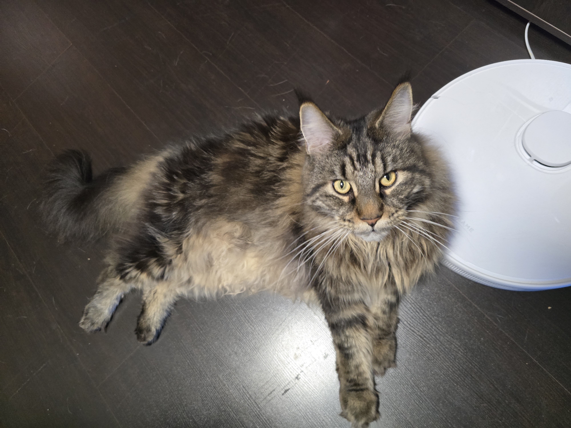 A long-haired, brindle-patterned cat with prominent white whiskers and light yellow eyes is depicted lying on its back on a dark brown wooden floor. The cat's head is positioned to rest partially on a white, circular robot vacuum cleaner. Its forelegs are slightly bent and raised, while its hind legs are extended towards the upper left of the frame. The cat's fur displays a mix of dark brown, black, and tan stripes. The robot vacuum cleaner features a central circular component on its top surface. The wooden floor planks are visible beneath the cat, showing some minor debris or dust particles. The lighting is uniform, suggesting an indoor setting. The specific location in Krasnoyarsk, Russia, cannot be determined from the visual information provided.
