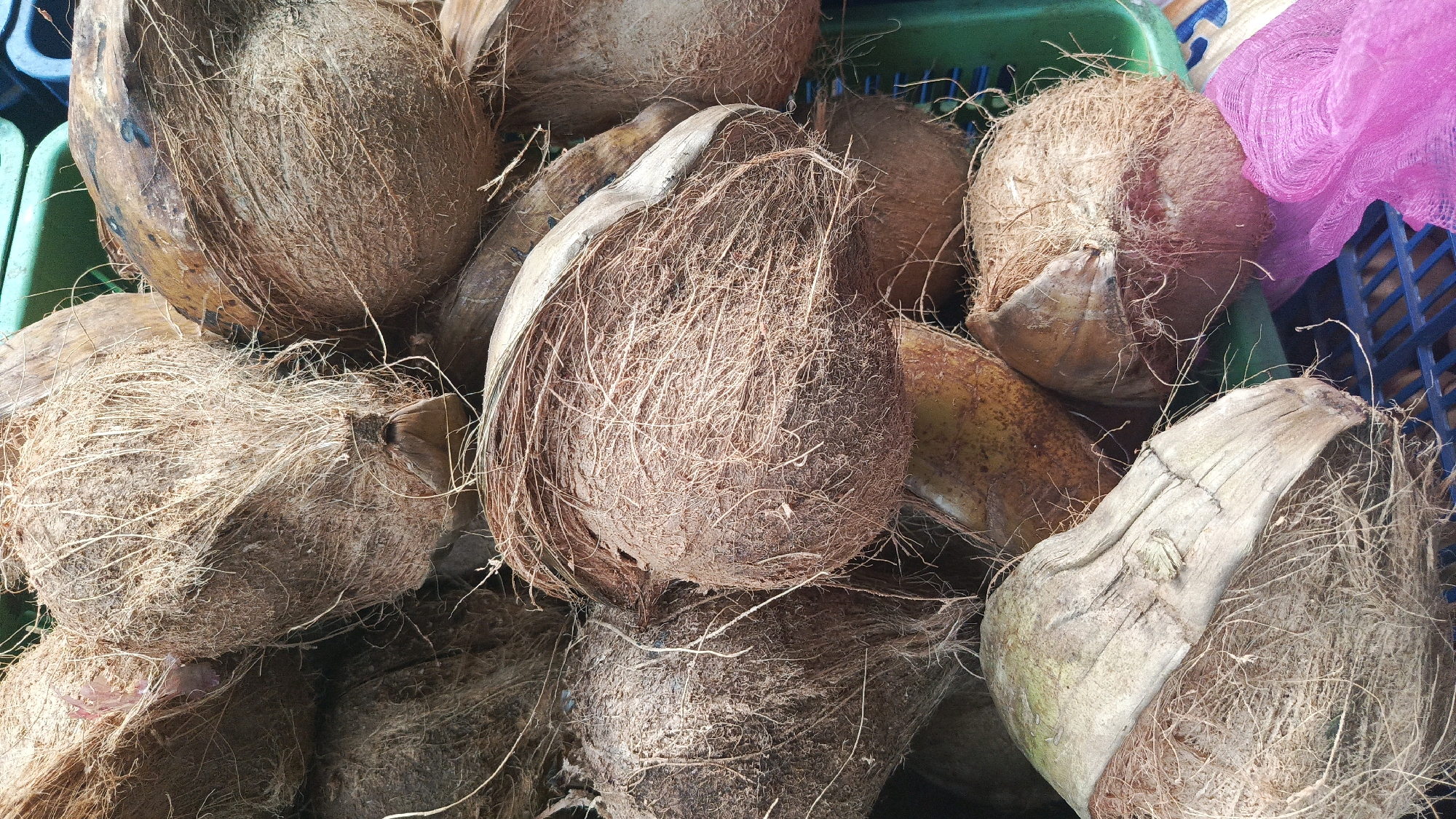 A close-up, overhead shot shows a collection of brown, fibrous coconuts in a green and blue plastic crate. The coconuts are varied in size and shape, with some showing remnants of their outer husk and others appearing more exposed. One coconut in the foreground has a distinctive pale, dried husk segment attached. In the upper right corner, a glimpse of a bright pink mesh-like object is visible, nestled within the crate. The scene suggests a market or vendor stall, likely in Kadipaten, Indonesia, given the context. The lighting is natural and casts soft shadows, highlighting the textures of the coconuts. There are no people visible in the frame, and the focus is solely on the fruit.