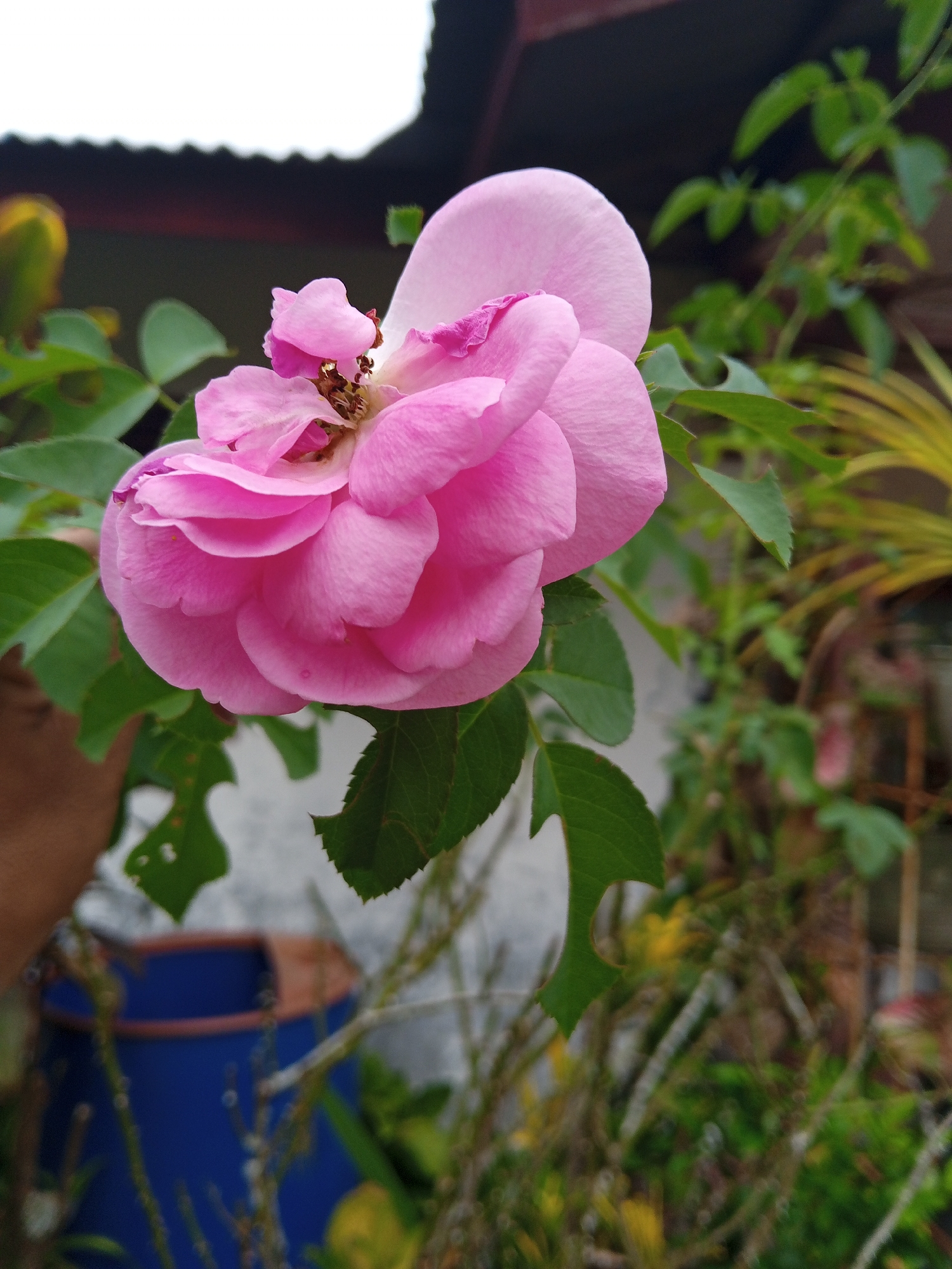 A close-up photograph shows a blooming pink rose, with surrounding green leaves and other vegetation, likely taken outdoors in Payadua, Indonesia. The rose is fully open, revealing its delicate petals and central stamen. The background is slightly blurred, showing a building and other plants. Part of a blue object is also visible in the background.