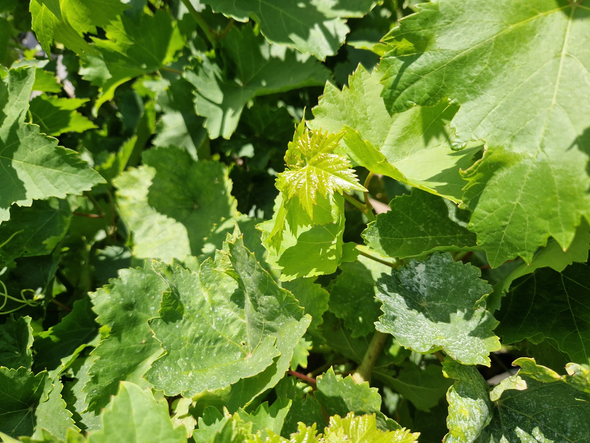 The image is a close-up, detailed view of vibrant green grape leaves. The leaves are varied in their stage of growth and texture, with some appearing smooth and others showing a rougher, almost powdery surface in places. Small water droplets or dew are visible on several of the leaves, reflecting the sunlight. The sunlight creates strong shadows and highlights, emphasizing the veins and contours of the foliage. A new, tightly curled leaf shoot is prominent in the center-right of the frame, showcasing a bright, almost fluorescent green. The background consists of more dense green leaves, creating a layered and naturalistic effect. The image does not contain any people or specific urban elements that would indicate a city location.