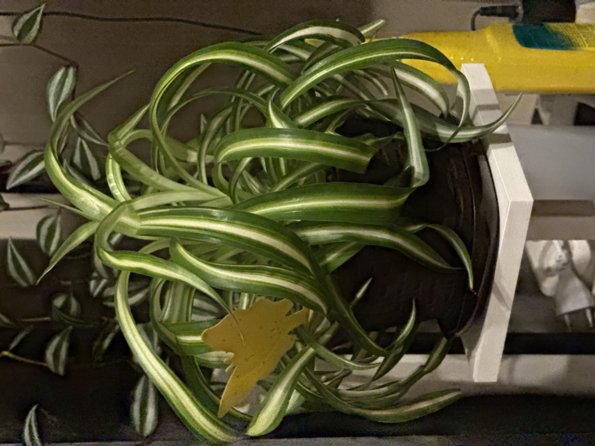 A close-up, slightly low-angle shot captures a variegated spider plant in a dark brown pot on a white shelf. The plant's long, arching leaves are a mix of deep green with white or pale yellow stripes, creating a full and dynamic appearance. A small, yellow, butterfly-shaped decorative tag is tucked among the leaves on the left side of the plant. Behind the plant, a dark, indistinct background is visible, with hints of other plants or objects. To the right of the pot, a bright yellow plastic bottle with a teal label is partially visible. The shelf itself is clean and appears to be made of a smooth material. The overall lighting is dim, creating a somewhat moody atmosphere. The location is described as Unknown, Unknown.