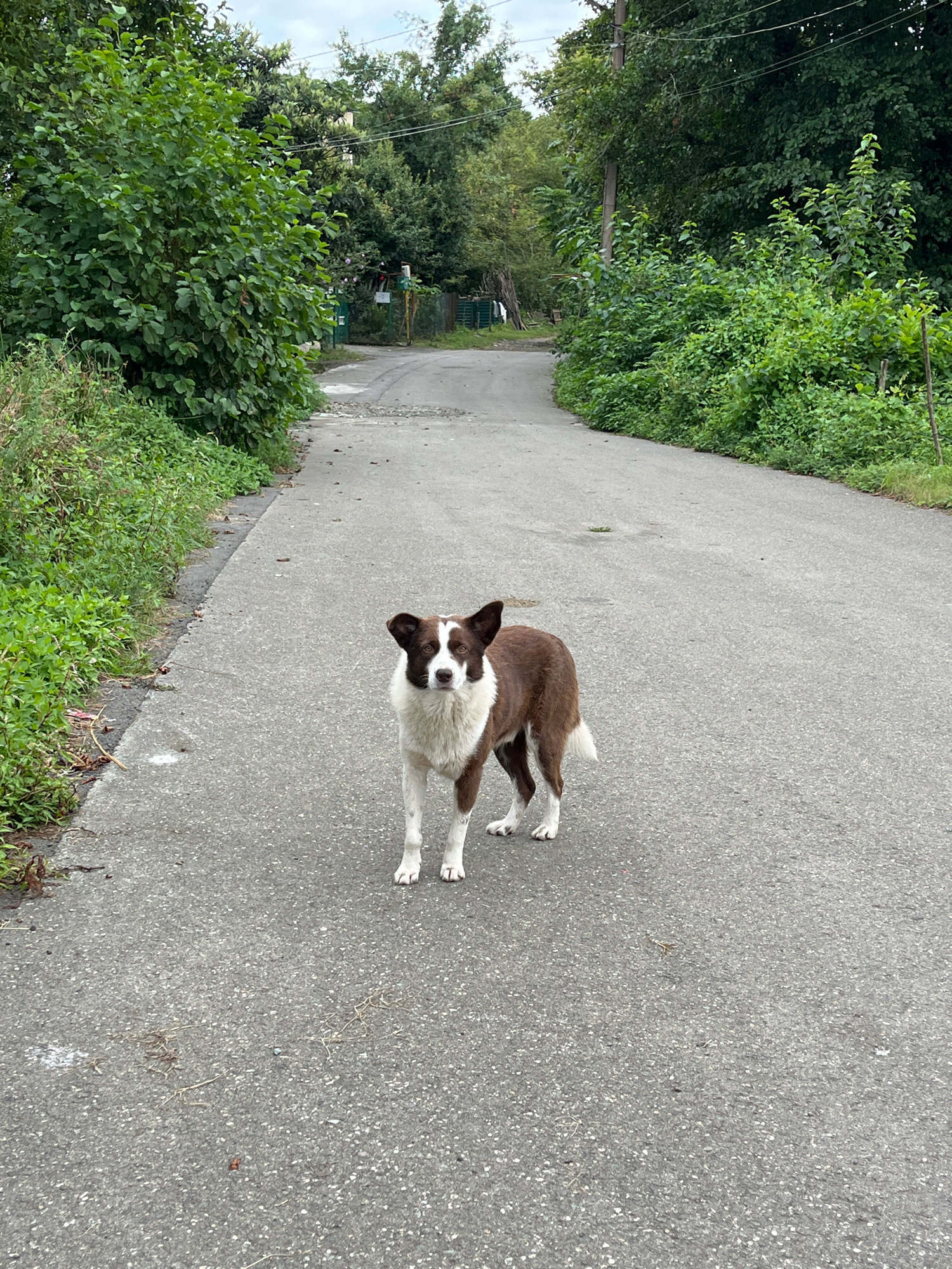 A medium-sized dog, primarily brown and white, stands on an asphalt road. The dog is facing the camera, with its head slightly tilted. It has brown markings around its eyes and ears, and a white chest and paws. The road is surrounded by lush green foliage, with trees and bushes lining both sides. In the background, there is a slight bend in the road, and power lines are visible overhead. The sky is overcast, suggesting a cloudy day. This scene appears to be in a rural or suburban area, possibly within the city of Ureki, Georgia, given the presence of dense vegetation and a relatively unpaved road. There are no other people or animals visible in the image.