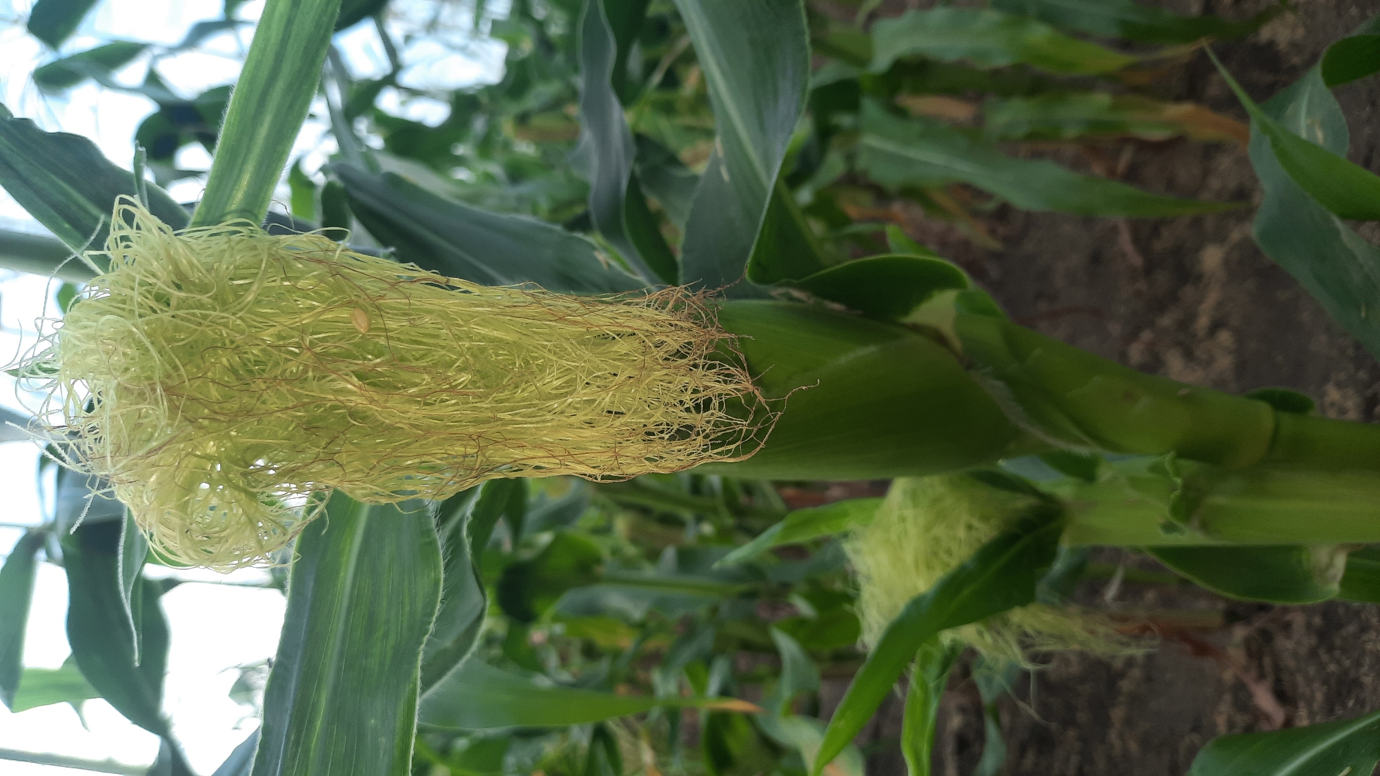 A close-up, eye-level shot focuses on a young, green ear of corn, its silks a pale yellow and forming a fuzzy mass at the tip. The ear is attached to a thick, green stalk, and a smaller, developing ear of corn is visible below and to the left. Lush, green corn leaves surround the stalk, with some leaves appearing slightly dried and brown at the edges. The background is a blur of more corn plants and dark soil, suggesting an outdoor agricultural setting. The lighting is diffused, possibly indicating an overcast day or an indoor greenhouse environment. The image was captured in Shklou, Belarus.