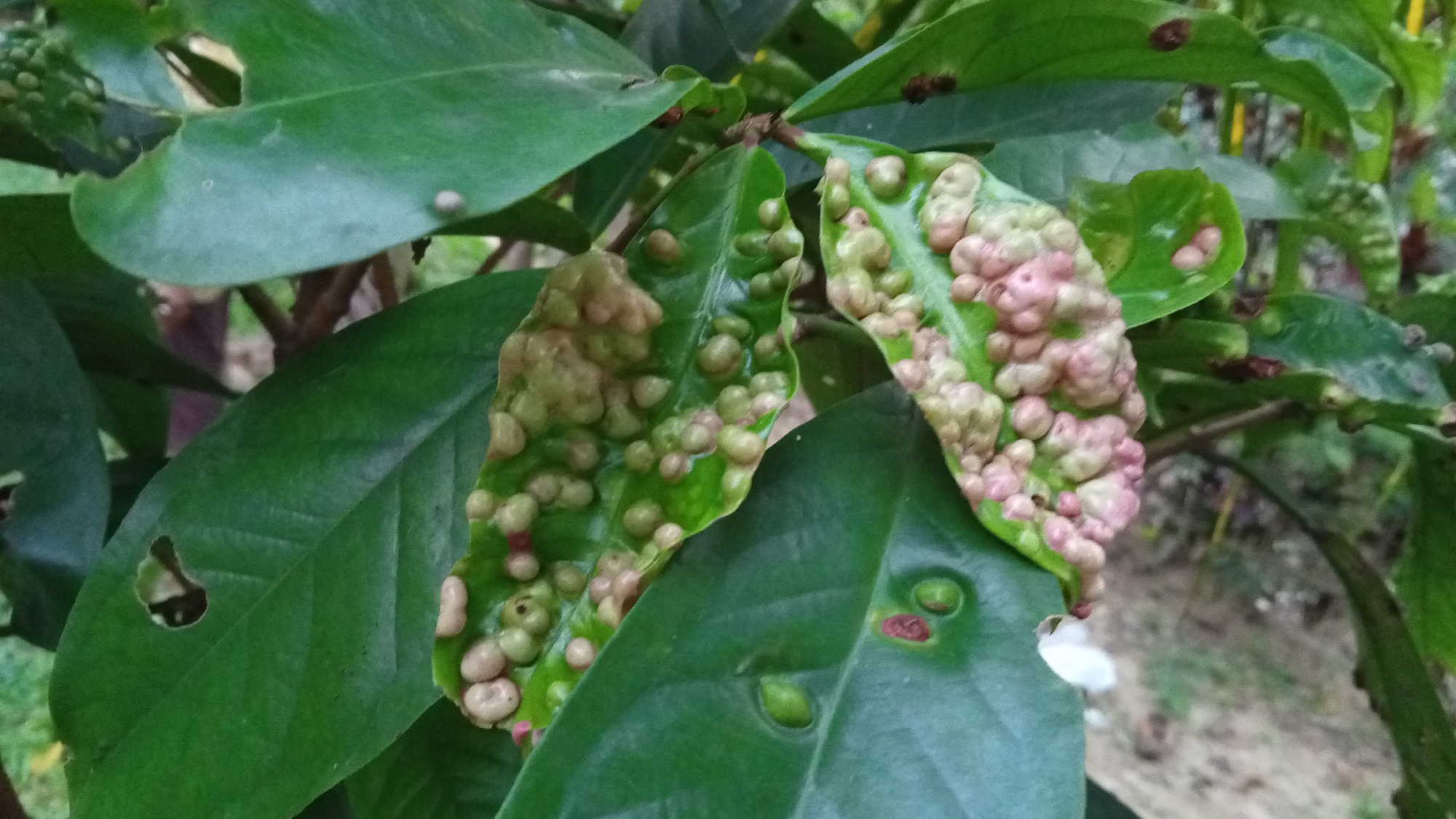 The image shows a close-up of several green leaves of a plant. Two of the leaves are prominently featured and are covered in numerous small, rounded galls. These galls are a light green to pinkish-brown color and vary in size, giving the leaves a bumpy, textured appearance. Some of the galls appear to be clustered together. The background is out of focus, showing more of the plant's foliage and some indistinct brown branches. The overall lighting suggests it is daytime, and the scene appears to be outdoors in a natural setting. There are no people or text visible in the image. The location context provided is Palohpanyang, Indonesia.