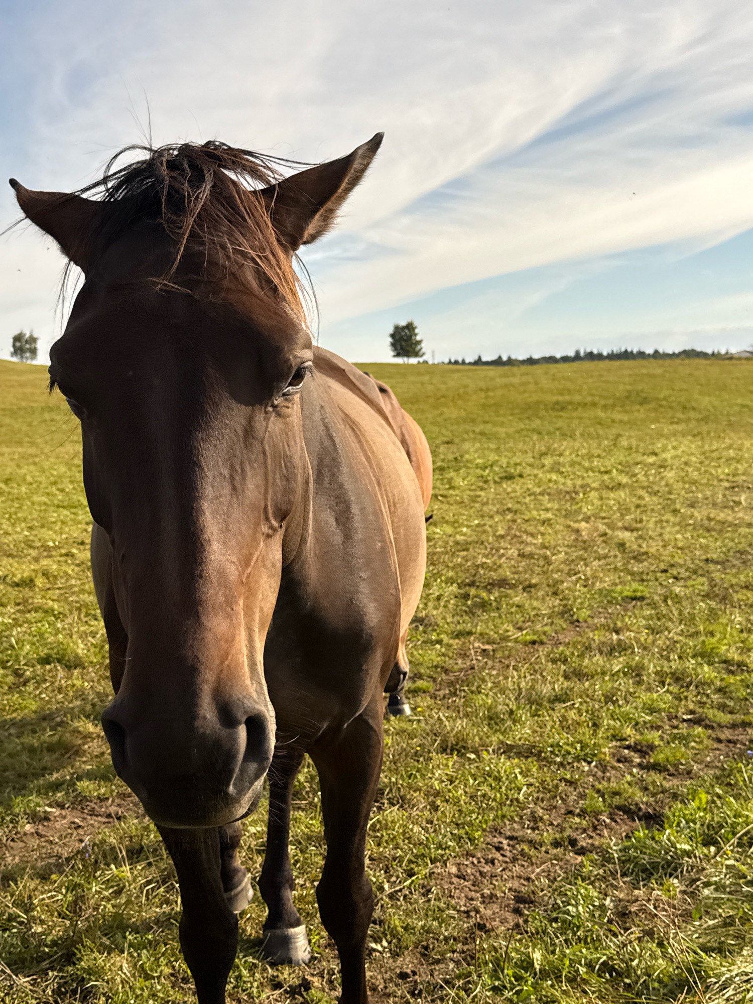 A brown horse stands in a grassy field with a treeline in the distance. The horse is facing the camera, and its head is close to the lens. The sky is blue with scattered clouds. The location is the city of Galinė, Lithuania.