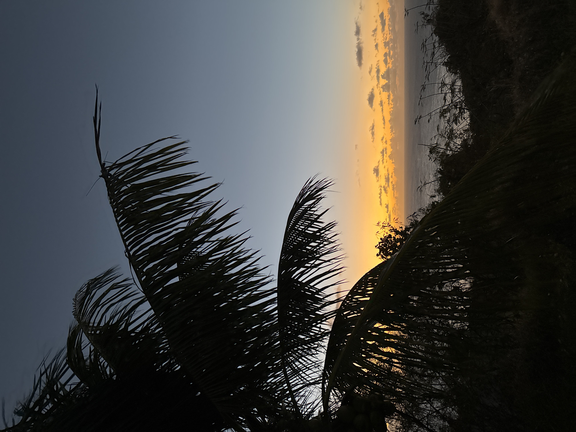 This is a vertical, low-angle, wide shot of a sunset over the ocean on Christmas Island, Australia. The image is dominated by the dark silhouette of a palm tree in the foreground, with its fronds extending across the top and left side of the frame. The sky transitions from a deep blue at the top to a warm orange and yellow near the horizon, where a scattered line of clouds is visible. The ocean stretches out to the horizon, with a few small waves visible. The land in the foreground is dark and underexposed, with some sparse vegetation. There are no people or animals visible in the image.