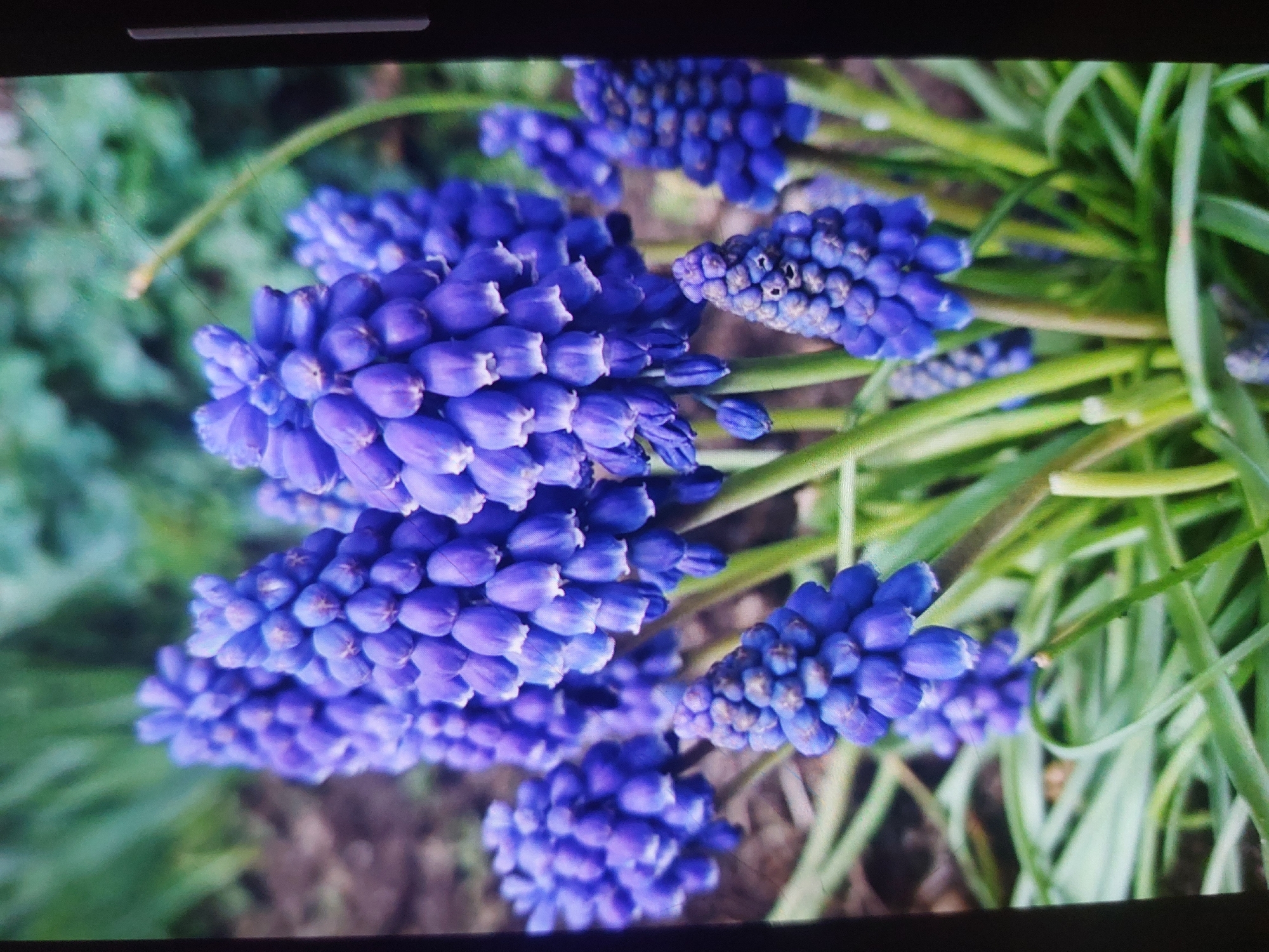 This close-up photograph features several clusters of vibrant, deep purple Muscari, commonly known as grape hyacinths. The flowers are the primary subject, appearing in dense, conical spikes, each composed of numerous small, bell-shaped florets. The rich purple-blue hue is prominent, with subtle variations in tone and texture visible on individual buds.
The background is softly blurred, providing a gentle contrast to the sharply focused flowers. It consists predominantly of lush green foliage and grass, interspersed with some indistinct brownish patches that suggest soil or other plant matter. The natural lighting indicates the photograph was taken during the daytime in an outdoor setting, likely a garden or natural landscape.
The image itself appears to be a capture from a digital screen, evidenced by the black bars visible at the top and bottom, and faint, linear marks resembling scratches or reflections in the upper left portion of the frame. There are no people, animals, or discernible text within the image. The scene evokes a sense of natural beauty and the freshness of spring, representing the flora of Tsarevo, Bulgaria.